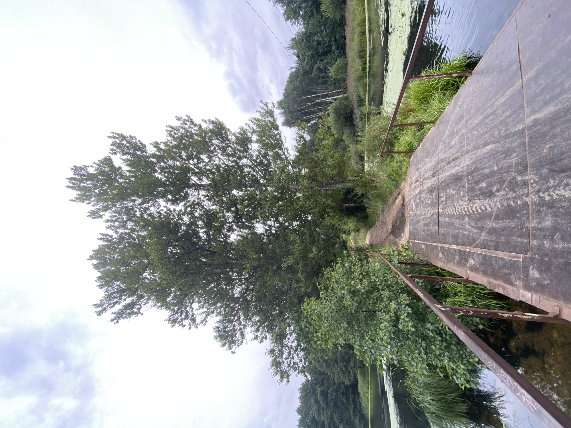 A low-angle, wide shot shows a rustic metal footbridge spanning a narrow body of water, likely a river or pond, in the village of Sobolikha, Russia. The bridge deck is made of dark, weathered metal plates, showing tire tracks. Reddish-brown metal railings line both sides of the bridge. On the left side of the bridge, lush green grass and reeds grow along the water's edge, leading into a dense cluster of trees. On the right side, the water is partially covered with a green mat of aquatic plants.
Beyond the bridge, a dirt path curves into the distance, bordered by trees and vegetation. Two prominent, tall trees with full green canopies dominate the center of the frame, obscuring the path behind them. The background is filled with a variety of trees, including some slender birch trees. The sky is overcast with light grey clouds, suggesting a diffused daylight. Power lines are faintly visible in the upper right background. The scene conveys a sense of rural tranquility. There are no people or animals visible in the image.
