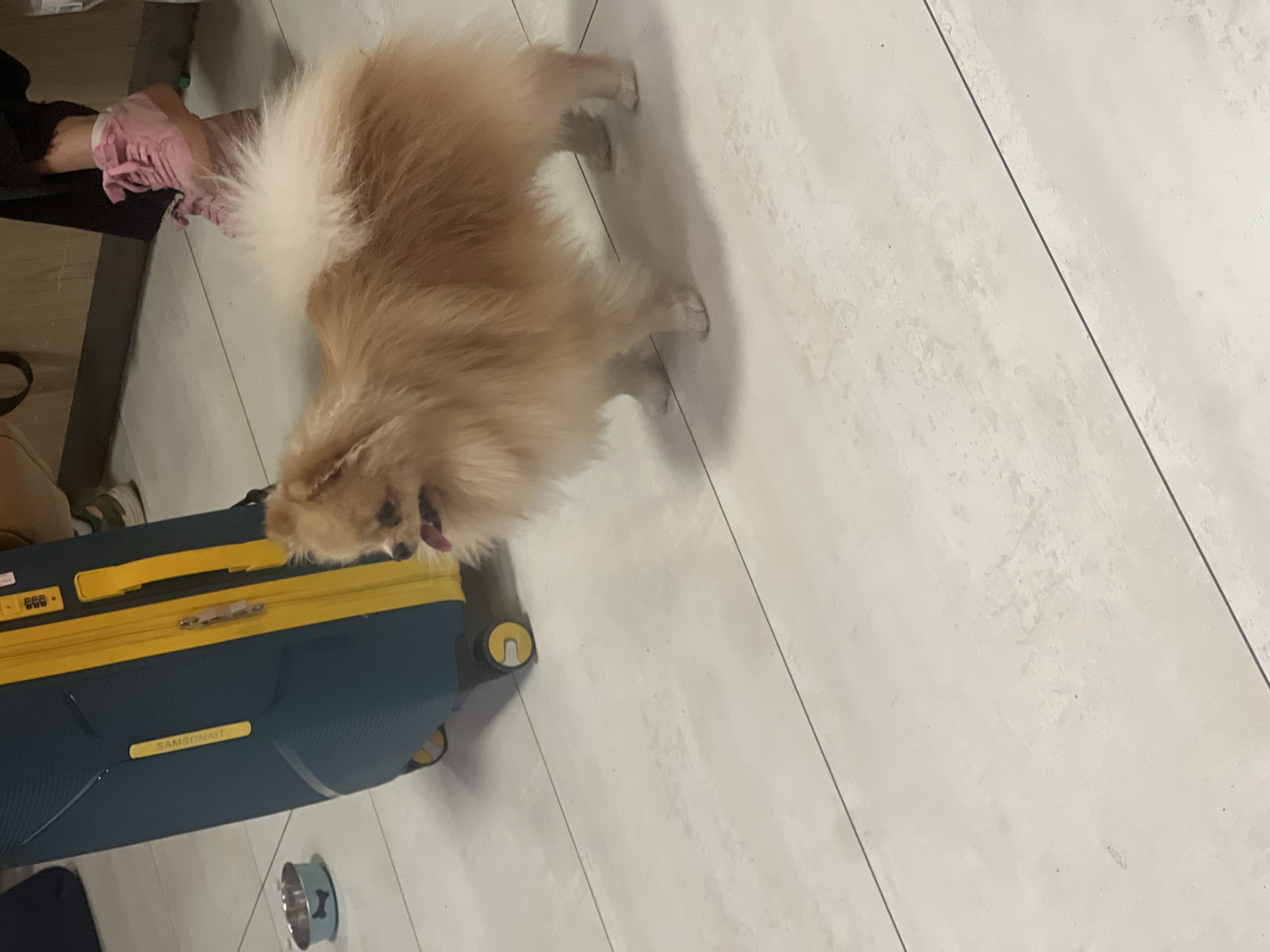 In Chișinău, Moldova, an indoor setting with pale tiled flooring is depicted. A fluffy Pomeranian dog, predominantly light brown and cream-colored, stands on the floor, its tongue slightly out and mouth open. To the left of the dog is a teal and yellow suitcase with the brand "SAMSONITE" visible on its side. A small, blue dog bowl with a bone design is placed near the suitcase. In the background, a person's legs are visible, wearing black pants and pink high-top sneakers. The scene suggests a moment of pause, possibly during travel or transit.