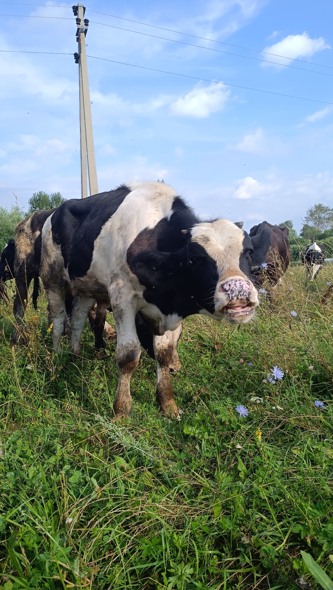 A black and white cow with a pink muzzle is in the foreground of a grassy field with a power pole in the background. The cow is facing the camera and its mouth is open, revealing its teeth. There are other cows in the background, as well as trees and a blue sky with white clouds. The image appears to be taken in a rural area.