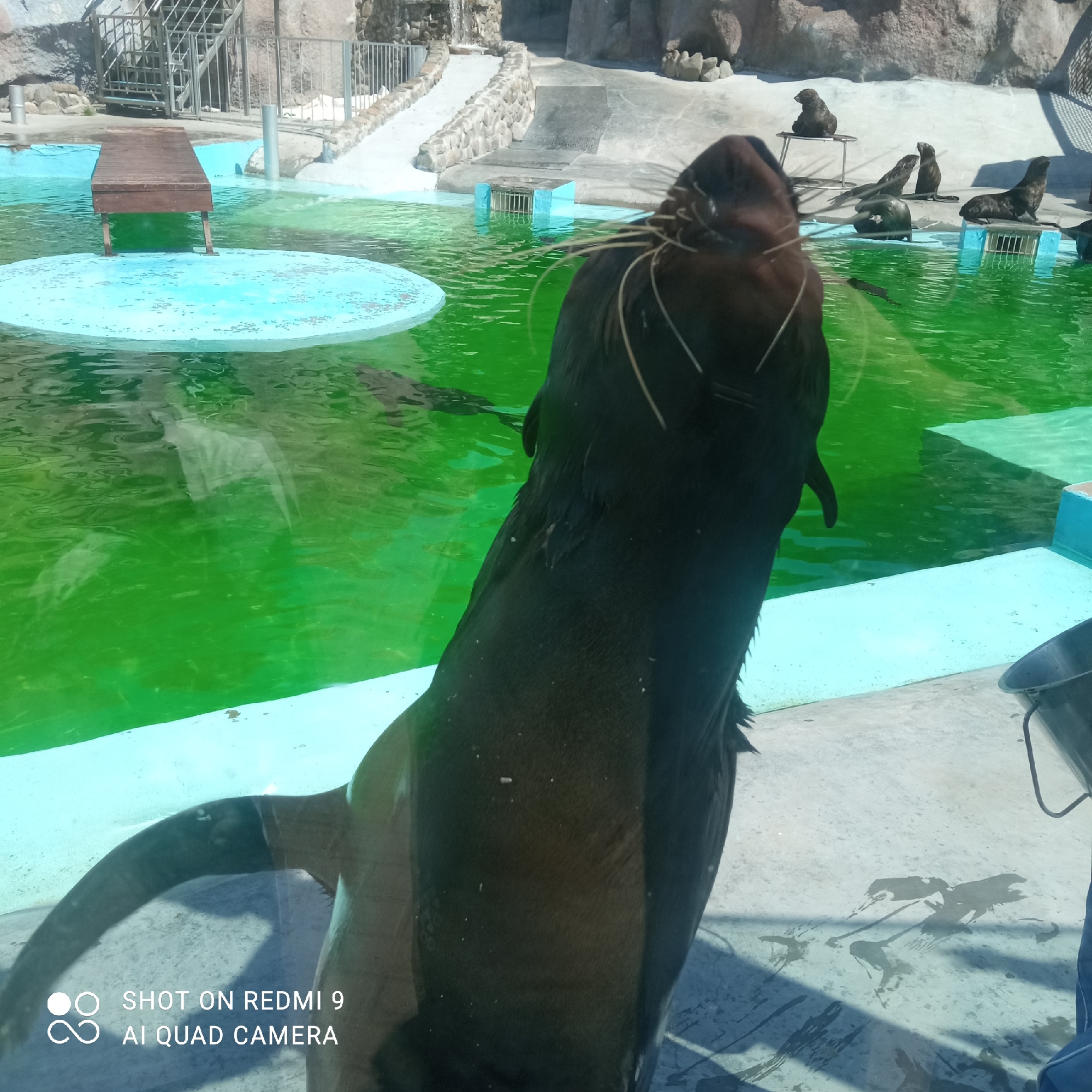 The image shows a dark-colored sea lion at the Izhevsk Zoo in Russia, seen close up through a viewing glass, partially submerged in a green-colored pool. In the background, other sea lions are visible on platforms and in the water. A wooden platform stands in the pool, and concrete structures surround the water.
