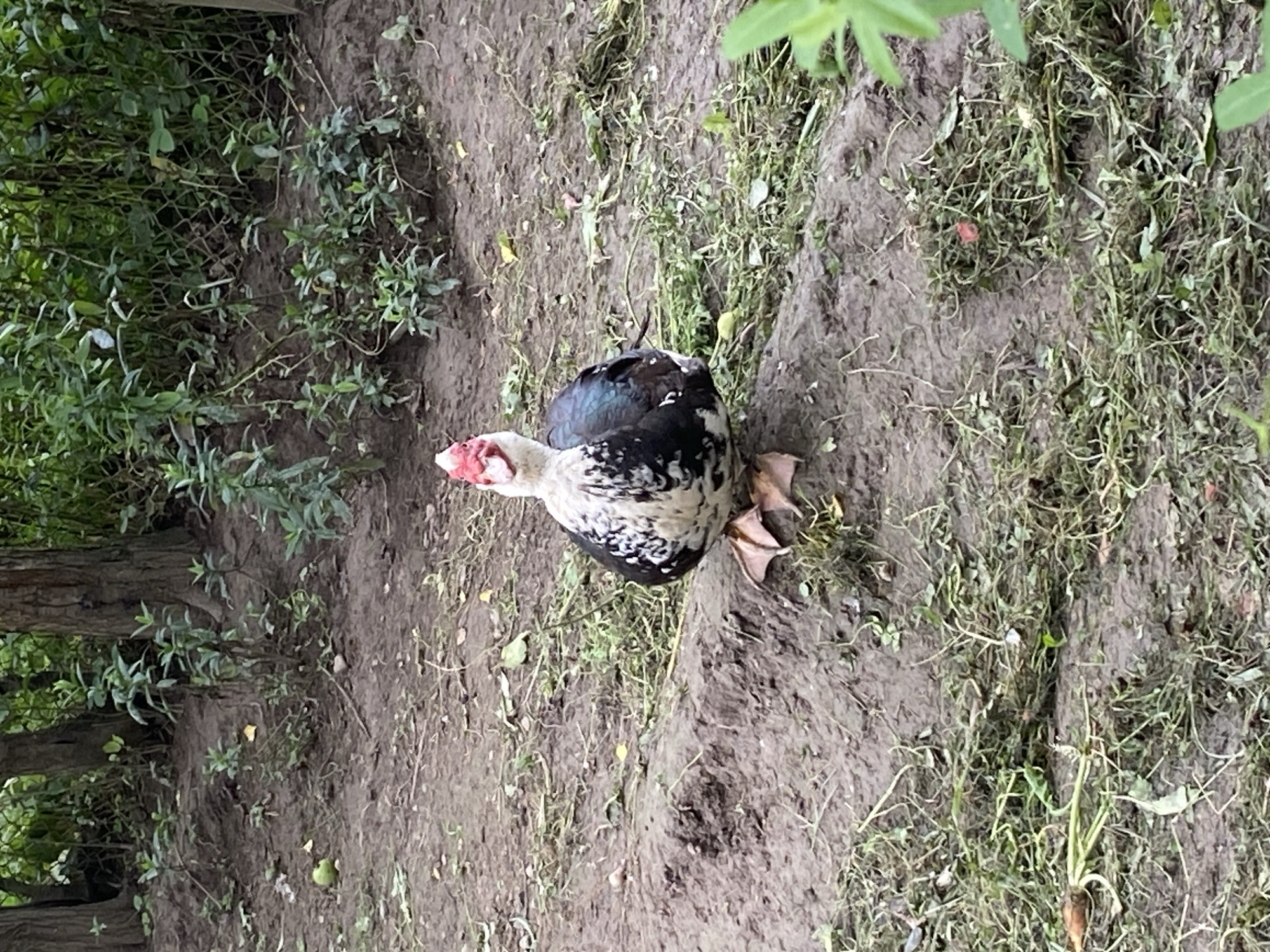 A Muscovy duck stands on a muddy mound in an outdoor, wooded area. The duck is predominantly white with black markings and has a pink fleshy caruncle around its eyes and beak. It has webbed feet and is facing the camera. The ground is covered in dirt, scattered leaves, and cut grass. Behind the duck, several tree trunks are visible, and the background is filled with dense green foliage and a chain-link fence. The location is identified as Velykyi Bychkiv, Ukraine.