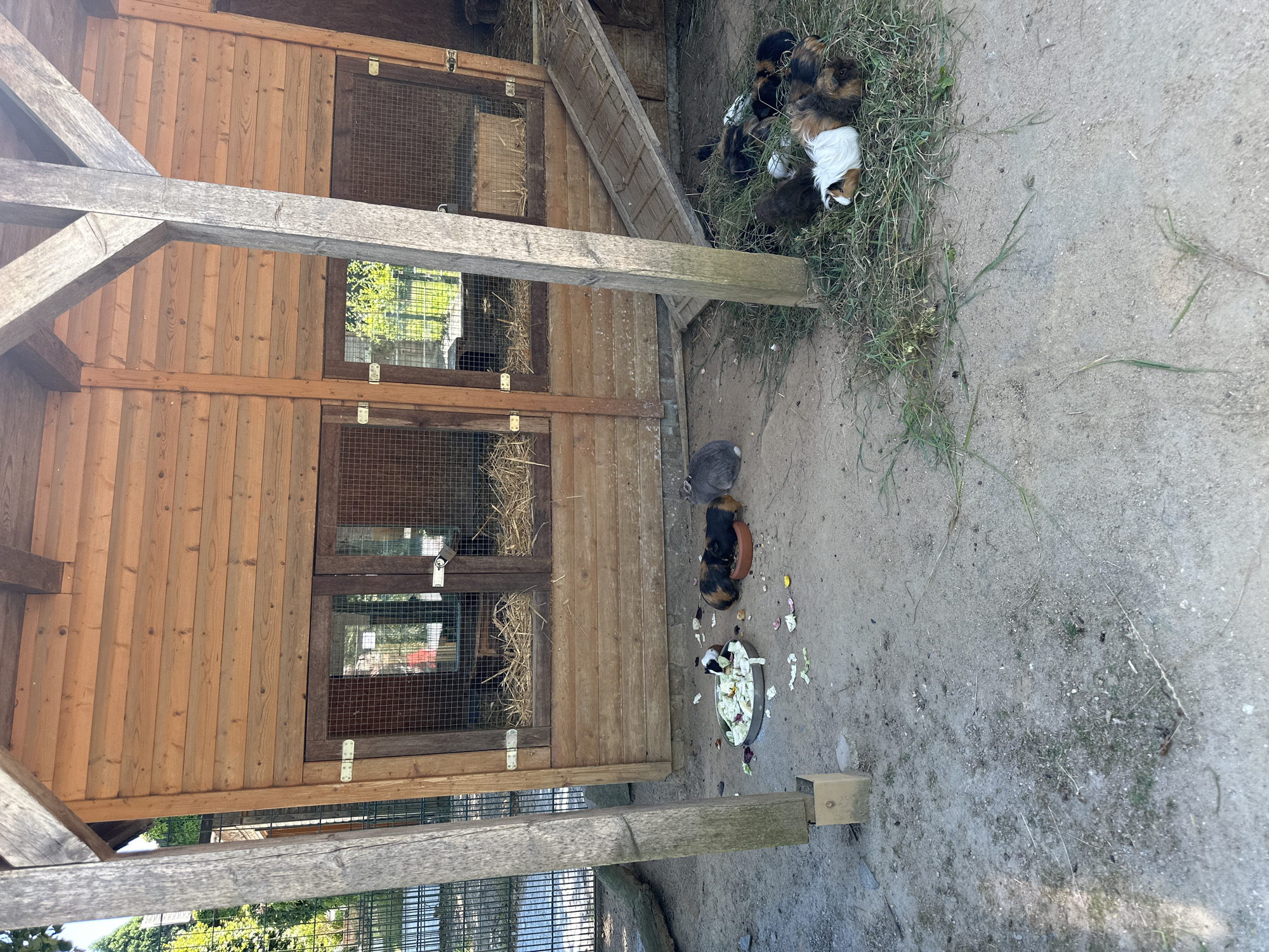 The image shows an outdoor enclosure with a wooden structure and several guinea pigs. The enclosure has a dirt ground with some scattered vegetation and pieces of food. In the foreground, a metal dish contains chopped vegetables, with several guinea pigs feeding from it. To the right of the dish, more guinea pigs are resting or eating in a pile of grass. A grey rabbit is visible in the background to the left. The wooden structure appears to be a shelter or coop for the animals, with wire mesh windows. The overall scene suggests an animal habitat, possibly at a zoo or farm. The location is identified as the city of Chemnitz, Germany.