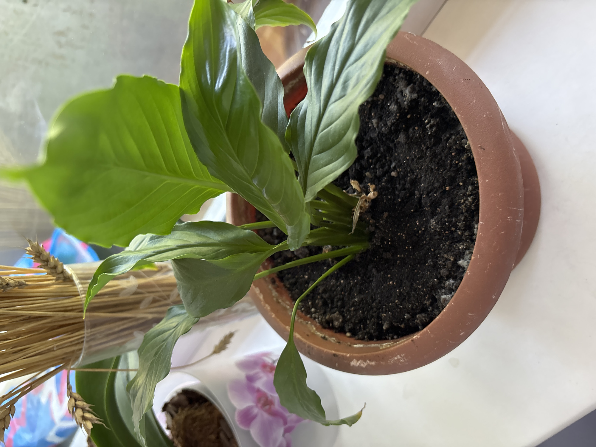 The image depicts an indoor scene featuring multiple plants and dried decorative elements, likely situated on a white surface such as a windowsill or table. No visual information is present within the frame to establish its geographical location, including the city of Chernogorsk, Russia.
In the foreground and centrally positioned is a vibrant green plant, consistent with a Peace Lily (Spathiphyllum), planted in a round, terracotta-colored, unglazed ceramic pot with a matching saucer underneath. The pot exhibits minor scuff marks and light mineral deposits on its exterior. The plant itself appears healthy, with multiple broad, glossy, dark green leaves radiating from its base. One smaller, paler green leaf on the right side of the plant droops downwards, showing slight curling and a yellowish tip, indicating potential senescence or mild stress. The soil in the pot is dark, moist, and appears to be a standard potting mix, with some small white particulate matter visible on the surface.
To the left and slightly behind the central plant, a portion of a white pot is visible, containing a brown, coarse material resembling bark chips or coco coir on the soil surface. Behind this white pot, two light purple or pink orchid blossoms (likely Phalaenopsis) are partially visible and out of focus.
Further in the background, to the left of the central plant, a tall, clear glass vase contains a bundle of dried golden-brown wheat stalks, complete with prominent wheat ears and awns. The vase appears to have a subtle etched or molded pattern on its surface.
The background beyond the plants is significantly blurred, suggesting a shallow depth of field. It appears to be a brightly lit area, possibly a window, with faint indications of structural elements or indistinct colored objects, including hints of blue and pink. The overall lighting suggests natural light from the unseen window. The white surface the items rest upon shows some subtle variations in texture and minor smudges or water marks. No people are visible in the scene.