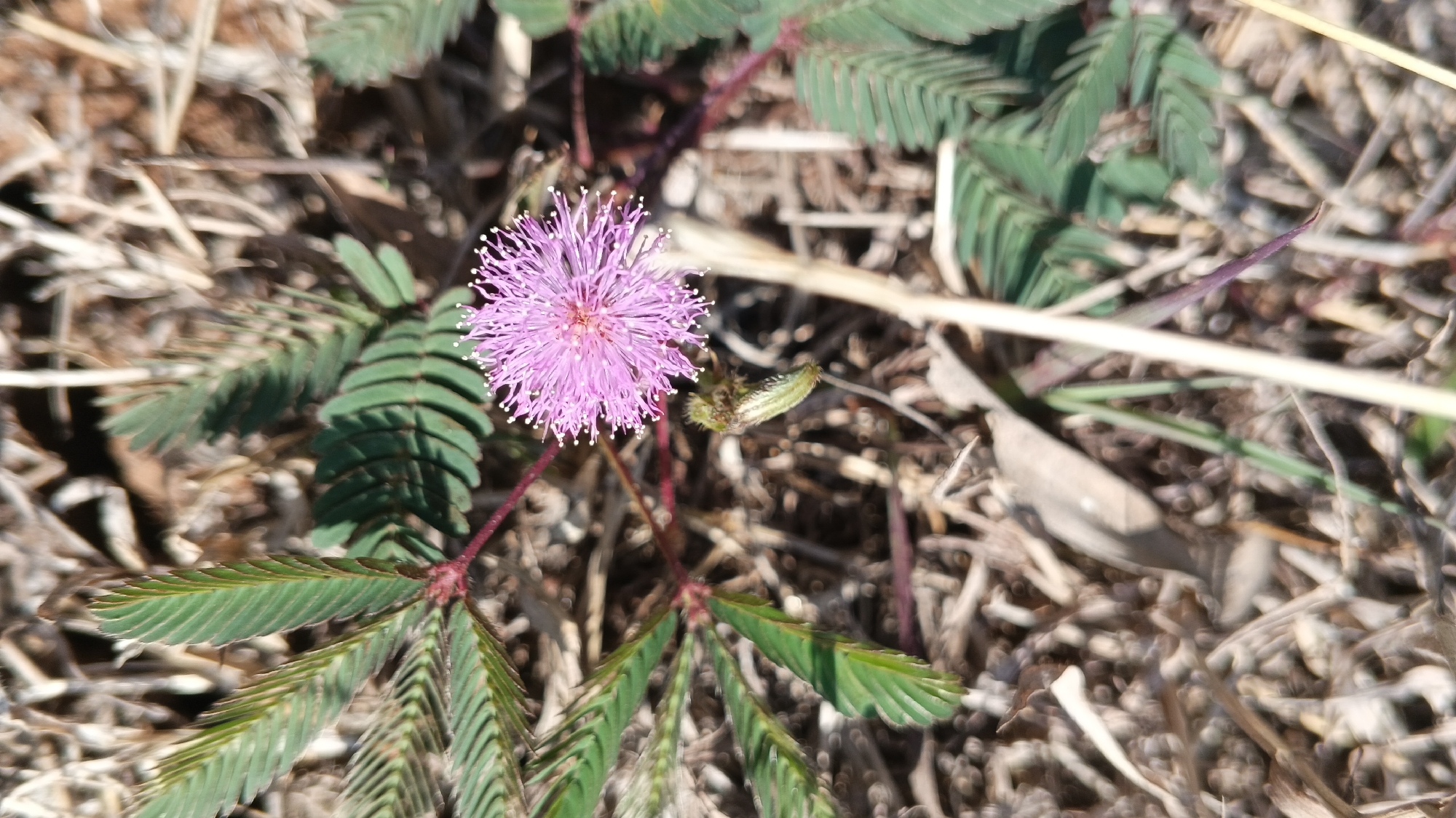 A close-up, eye-level shot focuses on a single, fluffy pink flower with a yellow center, resembling a powder puff. The flower is positioned in the upper left quadrant of the image. Delicate, feathery green leaves, characteristic of a Mimosa plant, fan out from a thin, reddish stem. A small, green, closed bud is visible to the right of the flower. The background consists of dry, brown earth, scattered with dead leaves and twigs, suggesting a natural, outdoor environment. The lighting is bright, casting subtle shadows and highlighting the textures of the plant and the ground. There are no people or animals present in the scene.