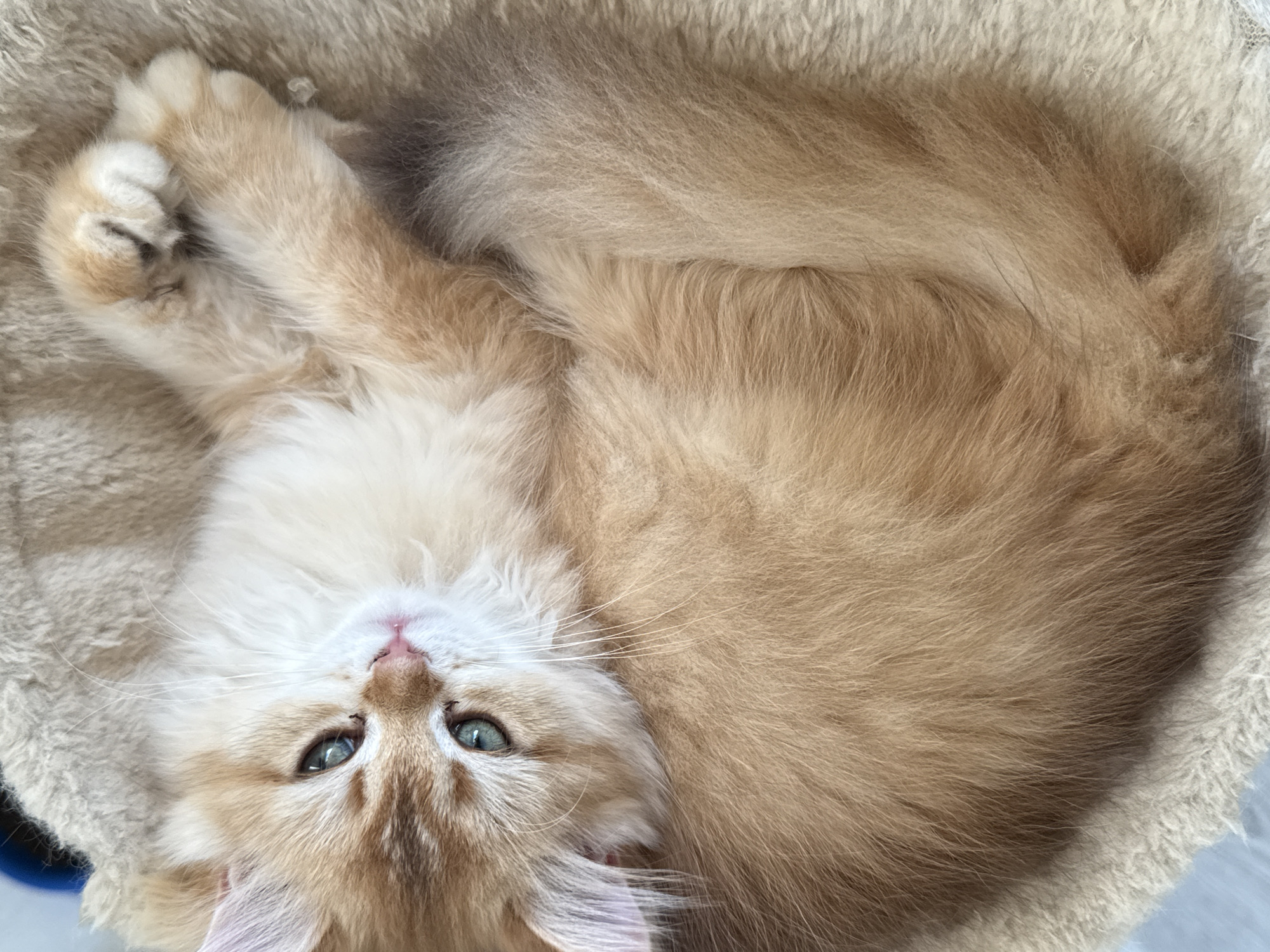 An overhead, close-up shot shows a fluffy, ginger and white kitten curled up in a fuzzy, cream-colored cat bed. The kitten's face is partially visible, with bright blue eyes and a pink nose. Its paws are tucked in, and its tail is curled around its body. The background is soft and out of focus, with a hint of a blue object visible in the upper left corner. There are no people or any other animals in the image. The location is not specified.
