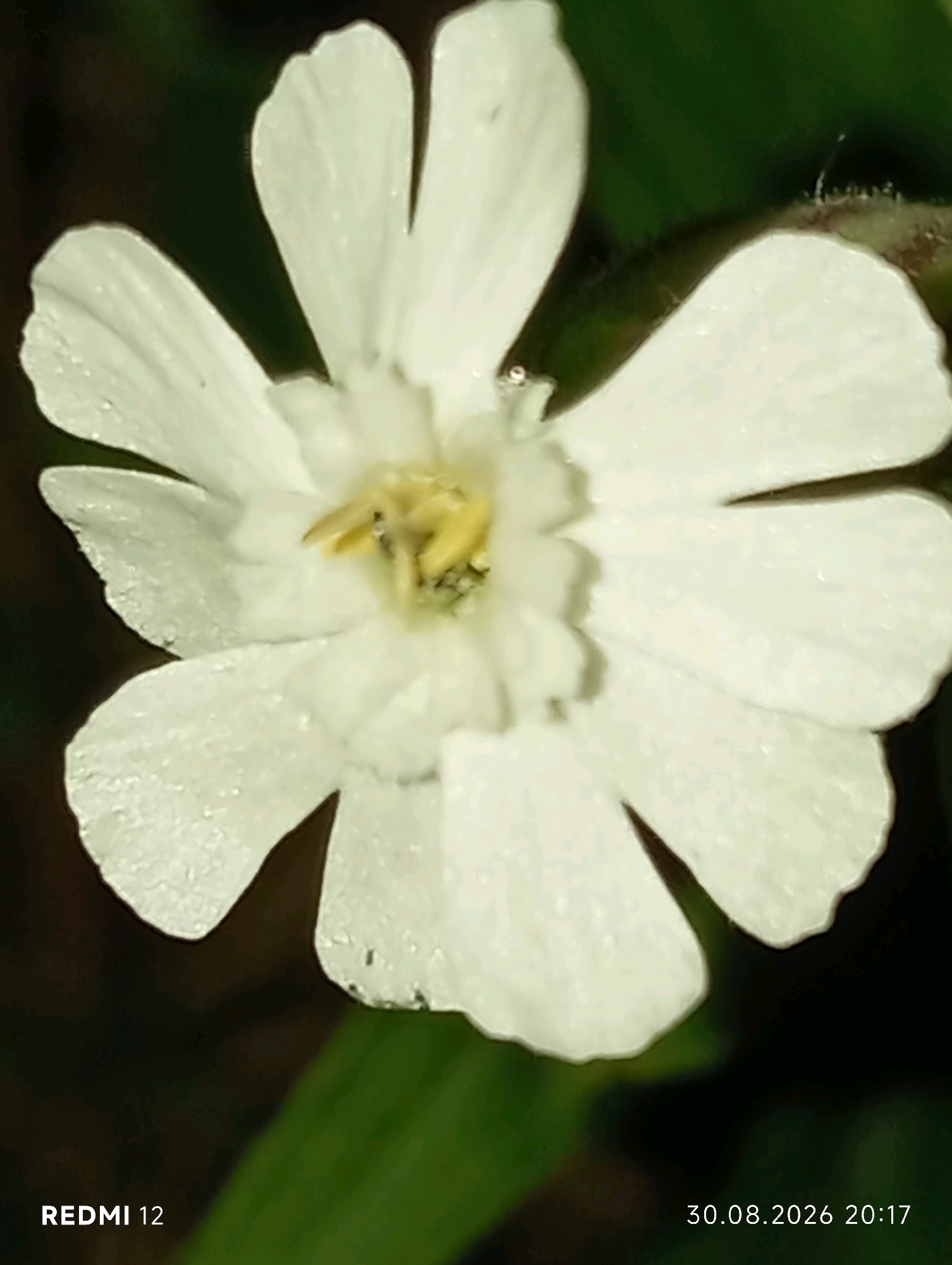 A close-up macro photograph shows a white flower with multiple petals, some of which are notched at the edges. The petals appear to be covered in tiny water droplets, suggesting it might have rained or been recently watered. The center of the flower is a bright yellow, with visible stamens. The background is dark and out of focus, with some areas of green visible, likely foliage. The bottom left corner of the image displays the text "REDMI 12", and the bottom right corner shows the date "30.08.2026 20:17". There is no information in the image to determine its location in Smila, Ukraine.