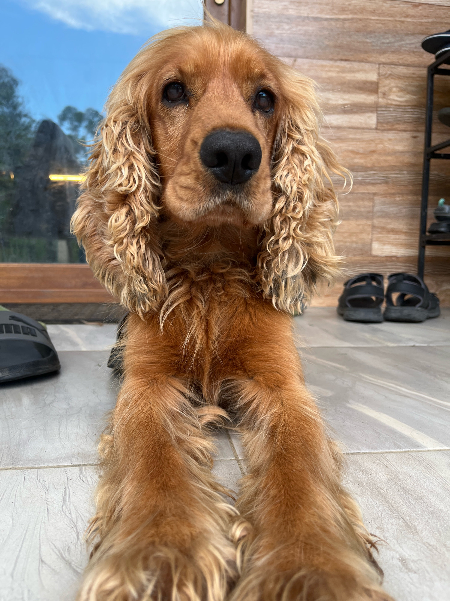 A close-up, head-on shot shows a medium-sized, light brown dog, possibly a Cocker Spaniel, lying on a light gray tiled floor. The dog's fur is wavy, particularly around its face and ears. Its dark eyes are looking directly at the camera, and its black nose is prominent. In the background, to the left, a large glass window reflects a blue sky with some trees. To the right, a shelf unit holds a pair of dark sandals. A black shoe is visible on the floor to the far left. The overall setting appears to be an outdoor patio or porch, likely at a residence in Ureki, Georgia, a resort town known for its sandy beaches and therapeutic magnetic sands.