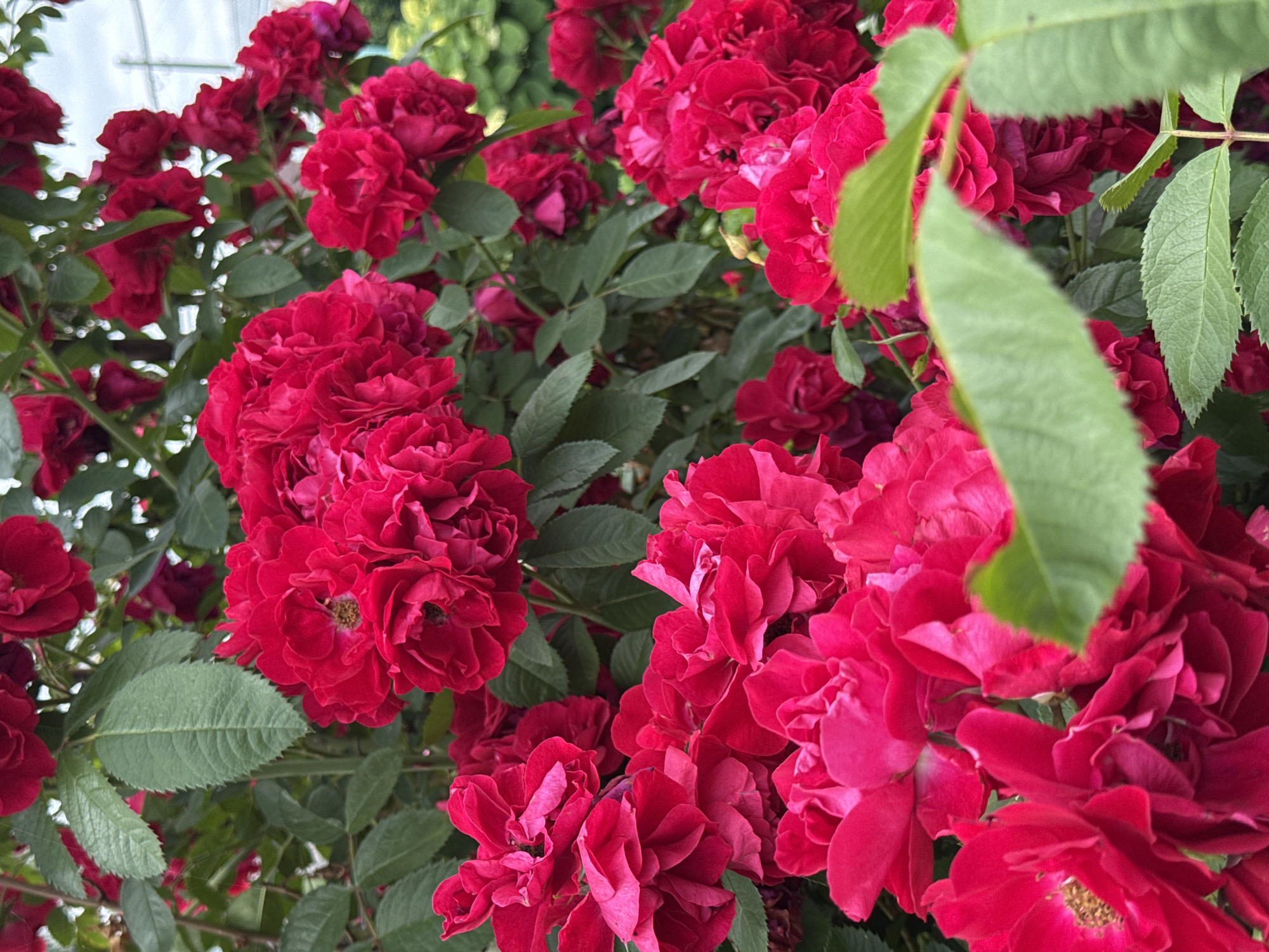 A bush of bright red roses is in bloom, with some of the flowers fully open and others just beginning to unfurl. The roses are clustered together on thorny stems, surrounded by dark green leaves. The background is a mix of green foliage and a pale, overcast sky, suggesting an outdoor setting. There are no people or animals visible in the image. The scene is likely a garden or park in the city of Chuguyevka, Russia, given the provided context.