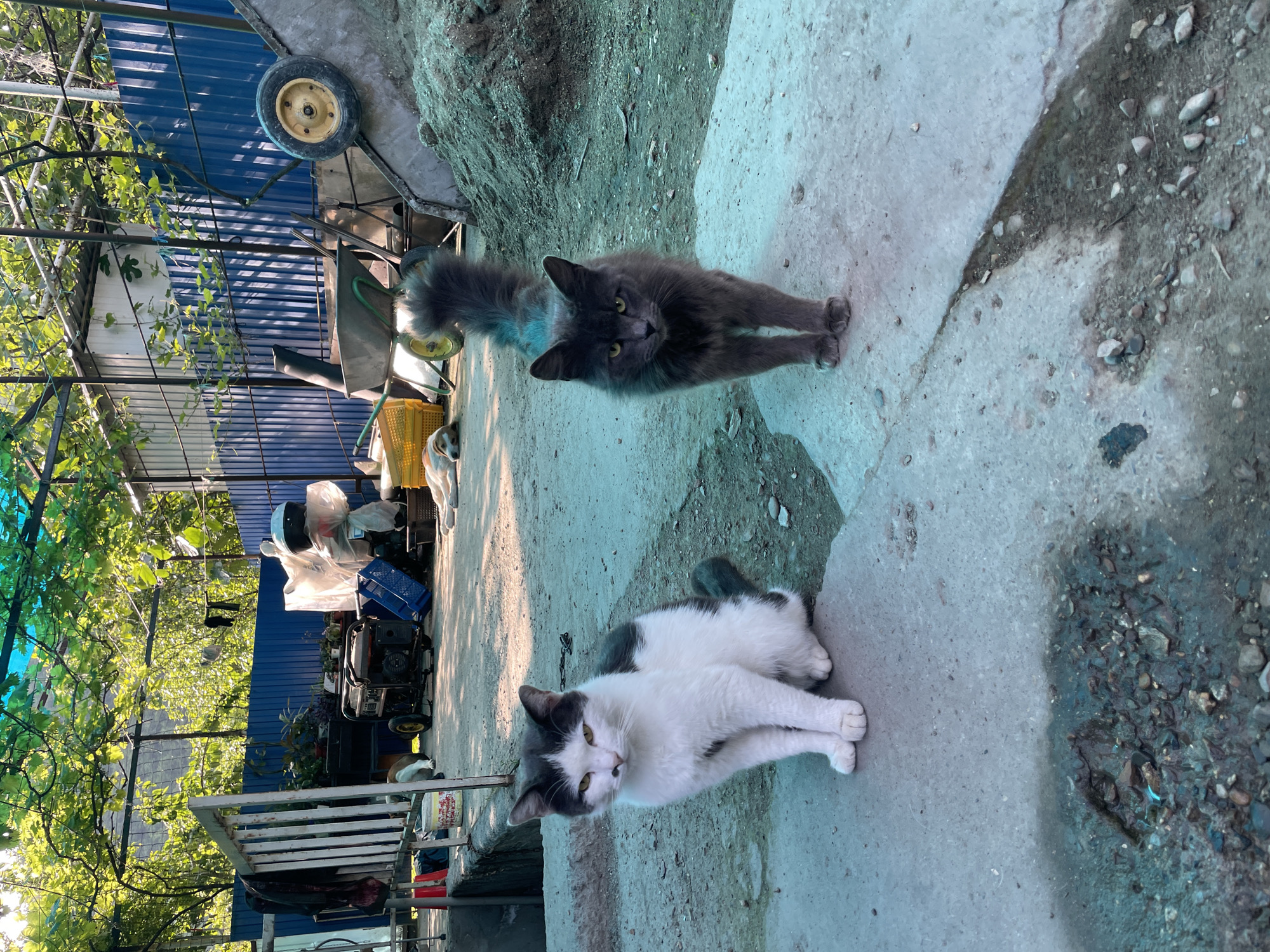 The image shows two cats in Olginka, Russia. One is a long-haired grey cat standing, facing the camera. The other is a white cat with grey markings lying on a concrete surface. In the background, there's a blue metal fence, greenery, a wheelbarrow, and various objects covered in plastic. The ground is a mix of concrete and dirt.