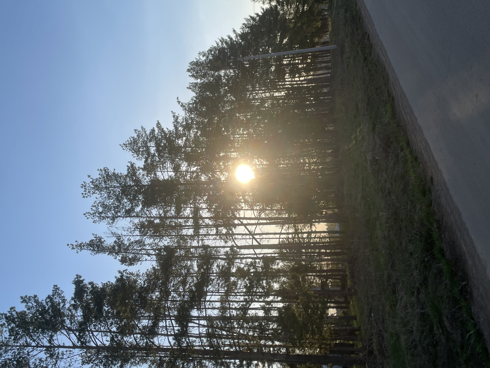 The image shows a line of trees with the sun shining through them in Подшивалово, Russia. A road runs along the edge of the trees.