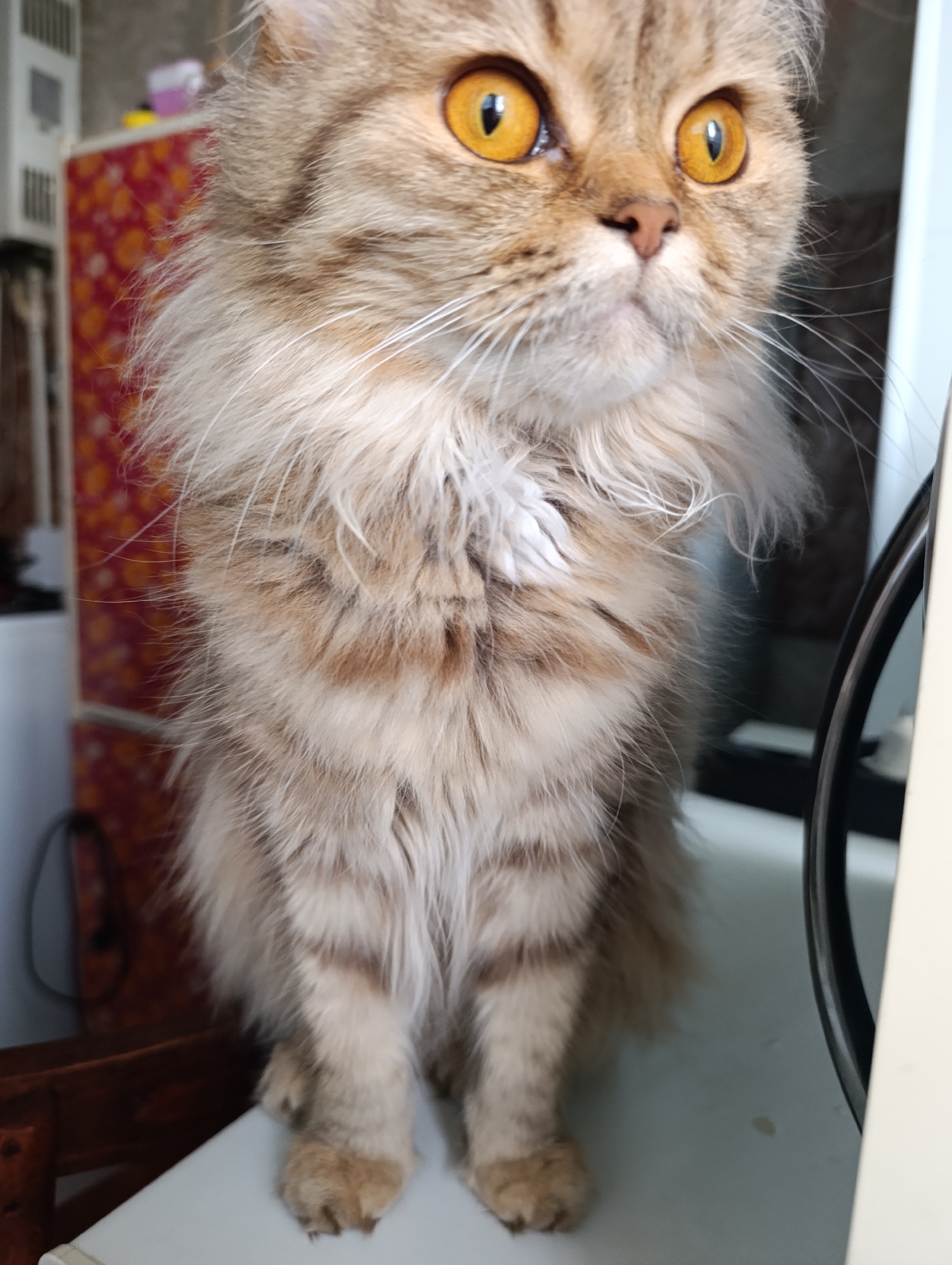 A close-up, eye-level shot shows a fluffy, tan and white cat sitting on a white surface. The cat's fur is long and soft, with tabby markings in shades of brown and tan. Its large, round eyes are a striking amber color, and its gaze is directed slightly off-camera to the right. The cat has a fluffy ruff around its neck and long white whiskers. Its front paws are resting on the white surface.
In the background, out of focus, are several objects. To the left, there is a white rectangular appliance with visible vents, possibly a radiator or air conditioner. Next to it is a colorful cabinet or dresser with a red and orange floral pattern. To the right of the cat, a dark, curved object, likely part of a piece of furniture or an appliance, is visible, and a pale cream-colored object is on the far right. The lighting suggests it is daytime, possibly indoors. The overall impression is a domestic setting.