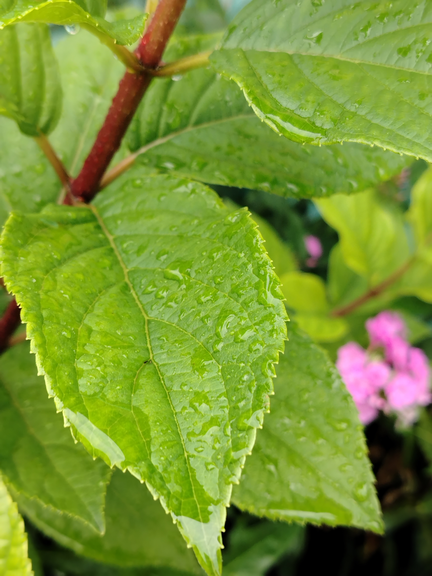 The image is a close-up of wet green leaves and a reddish stem of a plant. Water droplets are visible on the surface of the leaves, indicating recent rain or dew. In the background, out of focus, there are hints of pink flowers. The lighting suggests it is daytime. The scene is likely outdoors in a garden or natural setting. There is no indication of the specific location in the city of Gzhan, Russia, within this image.
