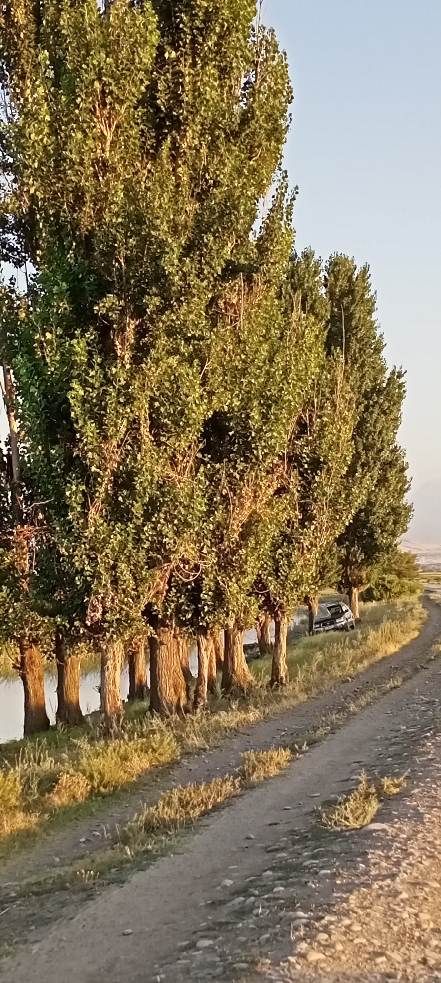 A dirt road curves to the right along a body of water, lined by a row of tall trees with lush green foliage. The late afternoon sun casts long shadows and illuminates the trees, highlighting the rough texture of their bark. In the background, a dark-colored car is parked on the grassy bank beside the trees. Further in the distance, the landscape appears arid, with hills visible on the horizon under a clear, pale blue sky. The scene depicts a serene, natural setting on the outskirts of a city.