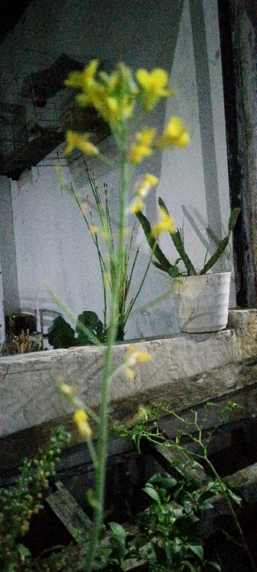 This is a close-up, slightly blurry photograph of a thin, green plant stem with small yellow flowers, possibly from a wildflower, in the foreground. Behind it, a light-colored wall serves as a backdrop. To the right of the main plant, a potted succulent plant with elongated, spiky leaves is visible in a white pot. Further to the right, a wooden post is present. In the background, there appears to be some fencing or netting, casting a shadow on the wall. The overall scene suggests an outdoor setting, possibly a garden or backyard, in Sukamukti, Indonesia, with a focus on the delicate yellow flowers of the foreground plant. The lighting suggests it might be evening or dusk.