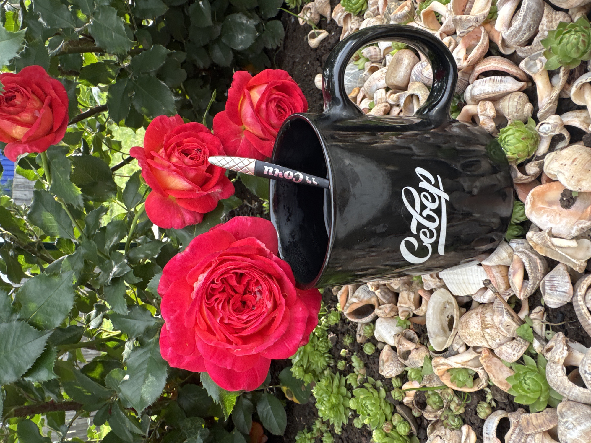 A black mug with white lettering, reading "Coffee", rests on a ground covered with seashells and small succulents. A pen is placed inside the mug. To the left of the mug are three red roses with yellow accents, nestled amongst green foliage. The scene appears to be outdoors, possibly a garden. The lighting suggests it is daytime, with the sun casting shadows and highlighting the textures of the objects and plants. The seashells and succulents create a decorative ground cover, hinting at a curated outdoor space. The overall impression is one of a peaceful, possibly domestic, setting.