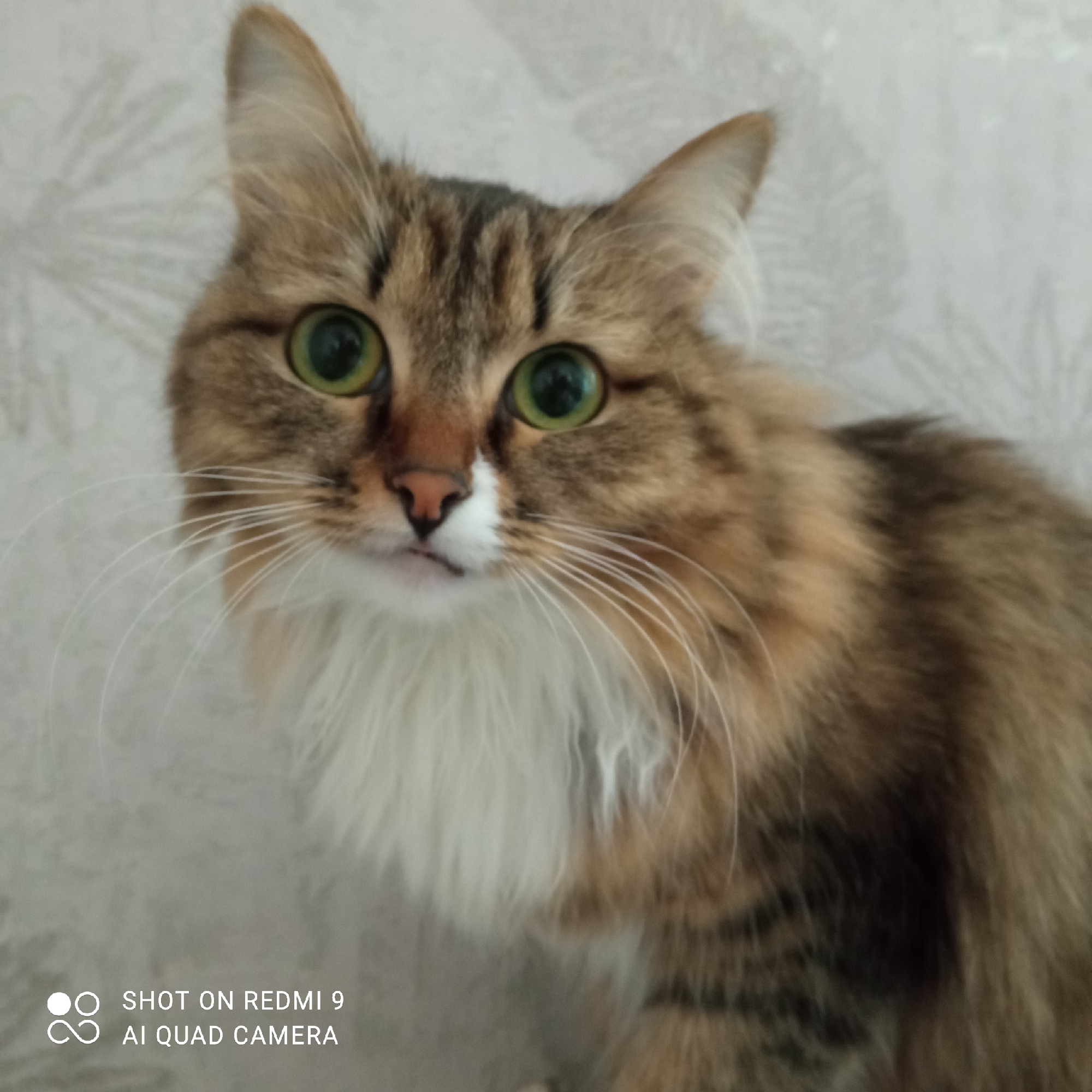 A close-up shot of a cat with green eyes and tabby markings is shown. The cat has a white patch on its chest and a pink nose. The background is a light-colored wall with a subtle pattern. The text "SHOT ON REDMI 9 AI QUAD CAMERA" is in the bottom left corner of the image. The image does not have enough information to verify the location in the city of Chaikovsky, Russia.