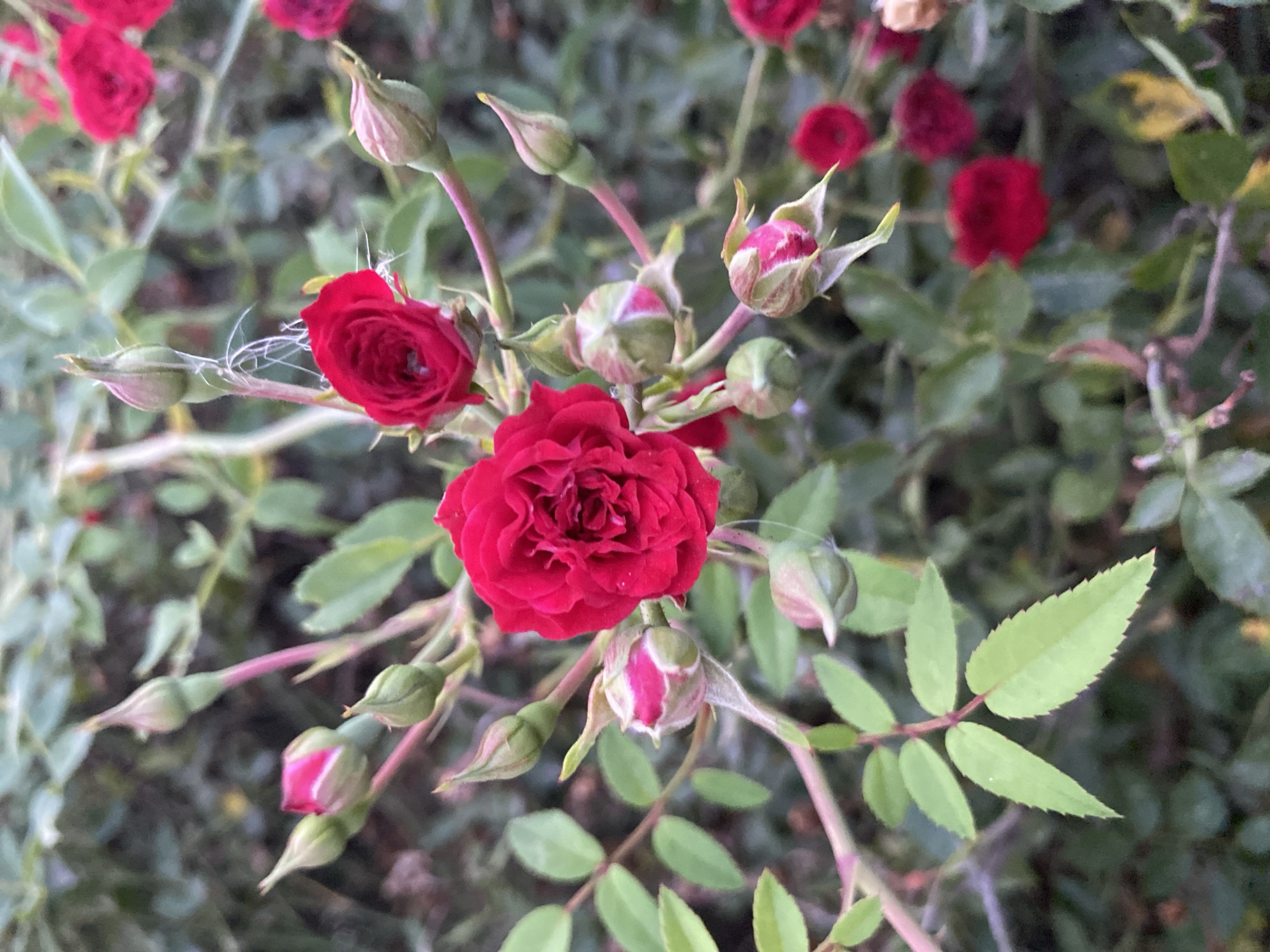 The image shows a close-up, vertical shot of a cluster of red roses and rose buds on a stem. The main subject is a fully bloomed red rose in the center of the frame, with several smaller rose buds surrounding it. The rose petals are a vibrant red and appear velvety. The buds vary in their stage of development, some tightly closed and others beginning to unfurl, revealing hints of pink. Green leaves with serrated edges are visible on the stem and in the background, along with other out-of-focus red roses. The overall scene suggests a garden setting. The image does not contain any people or actions. The location in Gulkevichi, Russia, is not visually represented in the image itself.