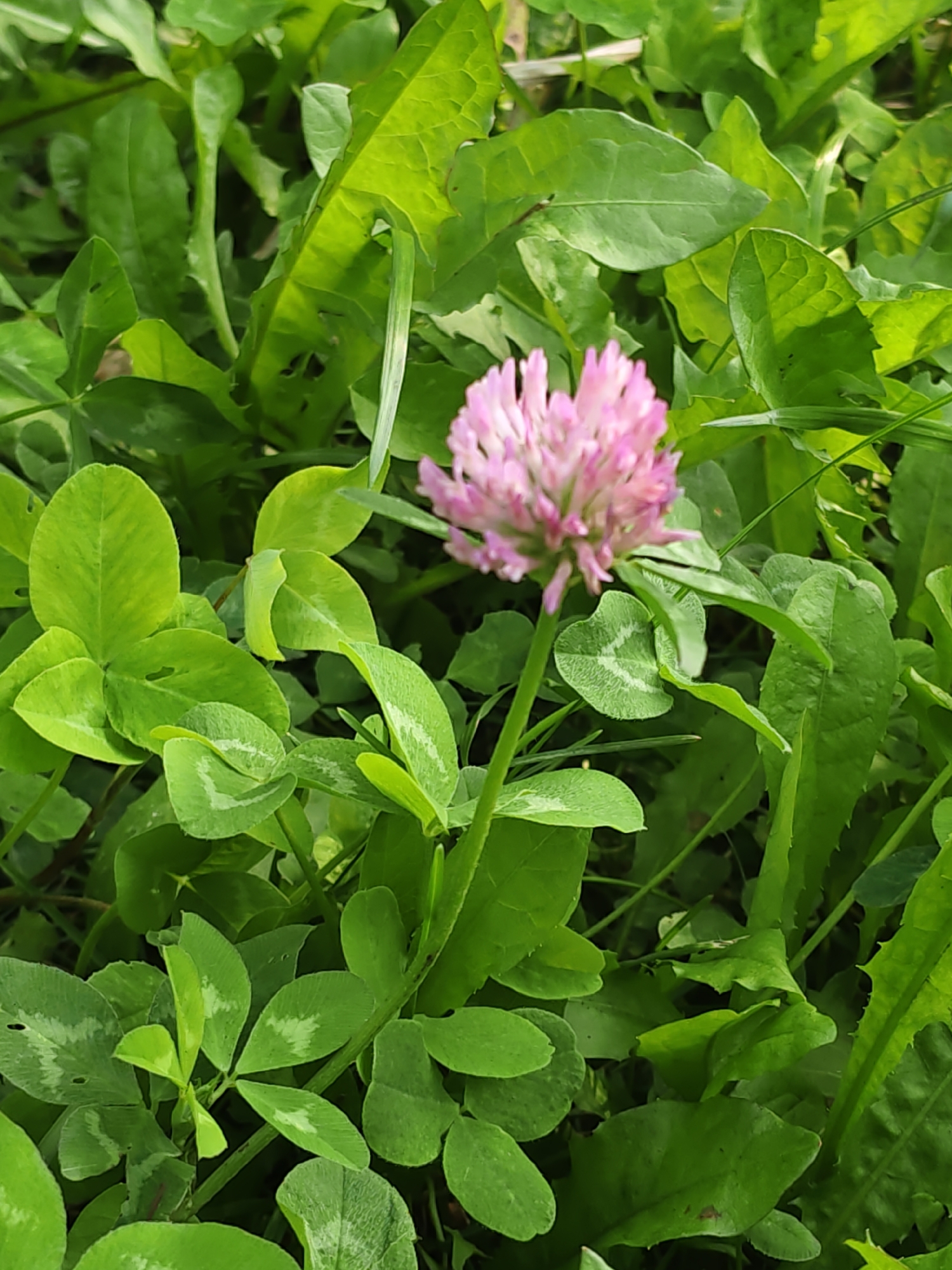A close-up, high-angle shot shows a pink clover flower in the center, surrounded by various green plants and leaves. The clover flower is in focus, with its delicate petals and green stem clearly visible. The surrounding vegetation, including clover leaves and what appear to be dandelion leaves, is out of focus, creating a shallow depth of field. The lighting suggests an outdoor environment, likely during daylight hours. The image does not contain any people or specific urban features to indicate its location within Poretskoye, Russia, beyond the assumption that it was taken in a natural or semi-natural setting within or near the city.