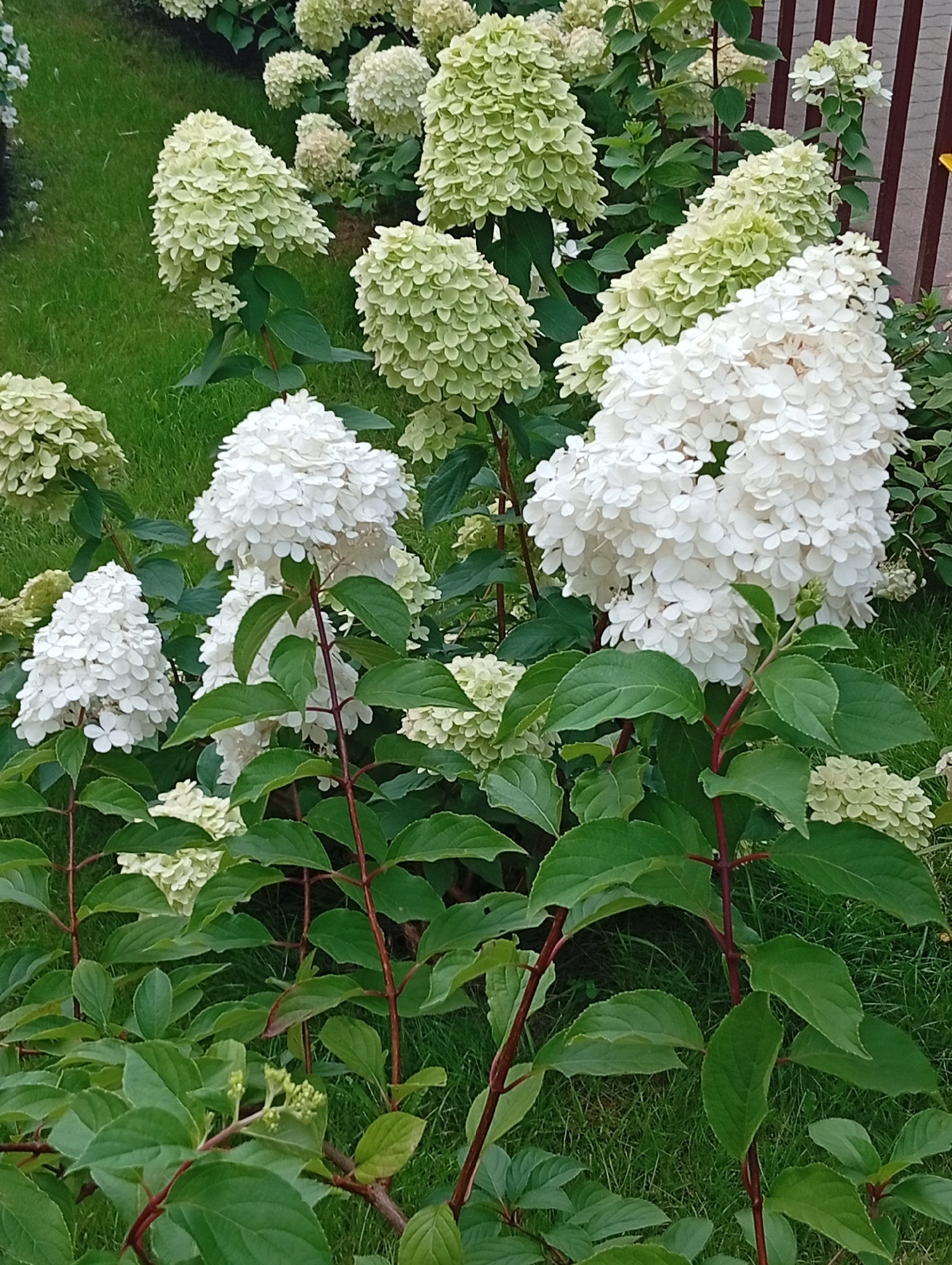 This is a close-up, eye-level, outdoor photograph of a bed of hydrangeas in a garden. The hydrangeas feature large, cone-shaped clusters of small, white and pale green flowers. Some of the flowers are fully bloomed and a bright white, while others are still in the process of blooming or have begun to fade, showing a pale green hue. The stems of the plants are dark red and have large, dark green leaves. The background is filled with more hydrangeas of varying stages of bloom, and a patch of lush green grass. The lighting suggests it is daytime with overcast conditions, as there are no harsh shadows. The image is well-focused on the foreground hydrangeas, with the background slightly blurred. The scene depicts a well-maintained garden, likely in a residential or public park setting. There are no people or animals visible in the image.