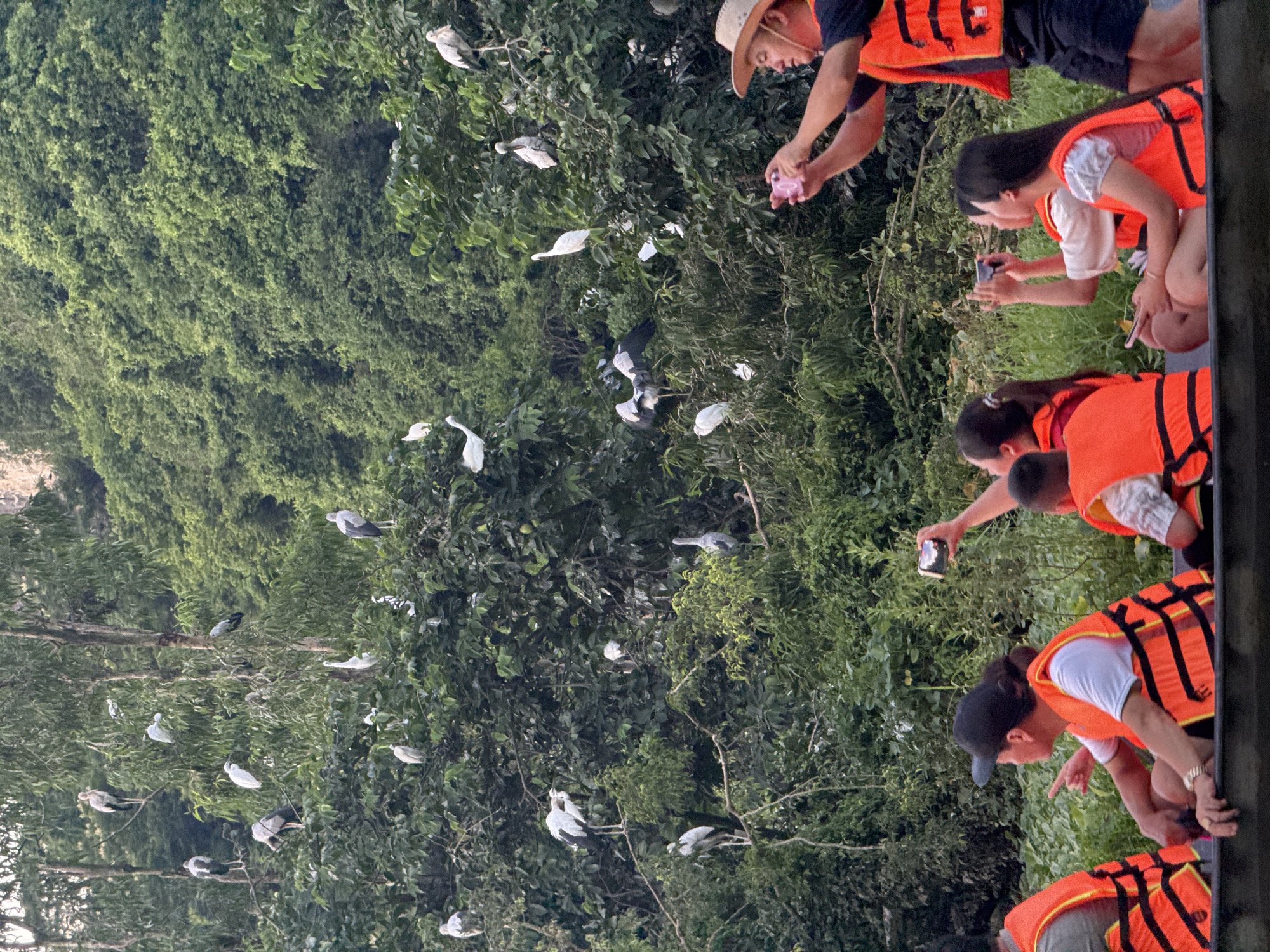 In Yen Son Ward, Ninh Binh City, Vietnam, a group of people are on a boat in a waterway. The boat is populated with individuals wearing orange life vests. Several people are actively taking photos with their phones, directed towards the surrounding trees. The trees are densely packed and filled with numerous birds, many of which are perched on branches. Some birds are in flight, with their wings spread. The overall scene depicts a wildlife viewing experience.
