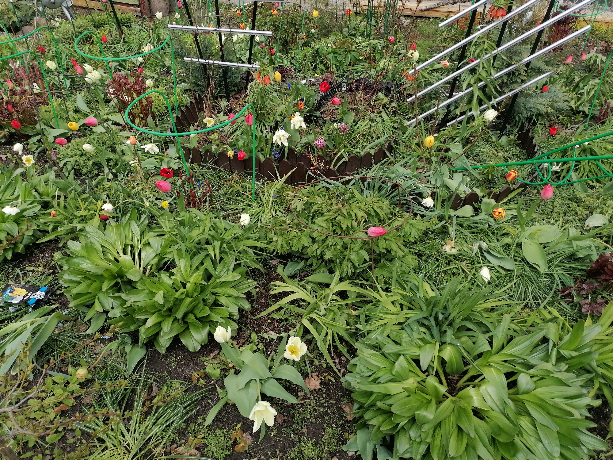 This media file presents a vibrant and lush garden scene, primarily featuring numerous flowering plants. The dominant flowers are tulips, appearing in a diverse array of colors including red, yellow, white, pink, and orange with striped patterns. Many tulips are in full bloom, while others are still in bud form. Scattered among them are other identifiable flowers, including prominent bell-shaped orange flowers (likely Fritillaria imperialis) and small clusters of blue flowers, possibly Muscari.
The garden bed is densely packed with various green foliage, ranging from broad-leaved plants in the foreground to thinner, grass-like leaves and emerging shoots. Interspersed throughout the garden are functional objects: several green, spiral-shaped metal plant supports help guide growth, and a structure of silver metal bars, possibly a trellis or railing, is visible towards the back and upper right. A dark brown wooden border or low fence separates different sections of the garden.
The scene depicts a static moment in a flourishing garden, likely during springtime given the abundance of tulips and fresh growth. No human or animal activity is occurring. The lighting is soft and even, suggesting either an overcast day or the gentle light of morning or late afternoon. On the ground in the lower-left corner, a discarded blue and yellow package or label is visible, clearly showing the number "3" and partial text that might include "LY" or "AY" and "BULB," indicating it could be packaging from plant bulbs.