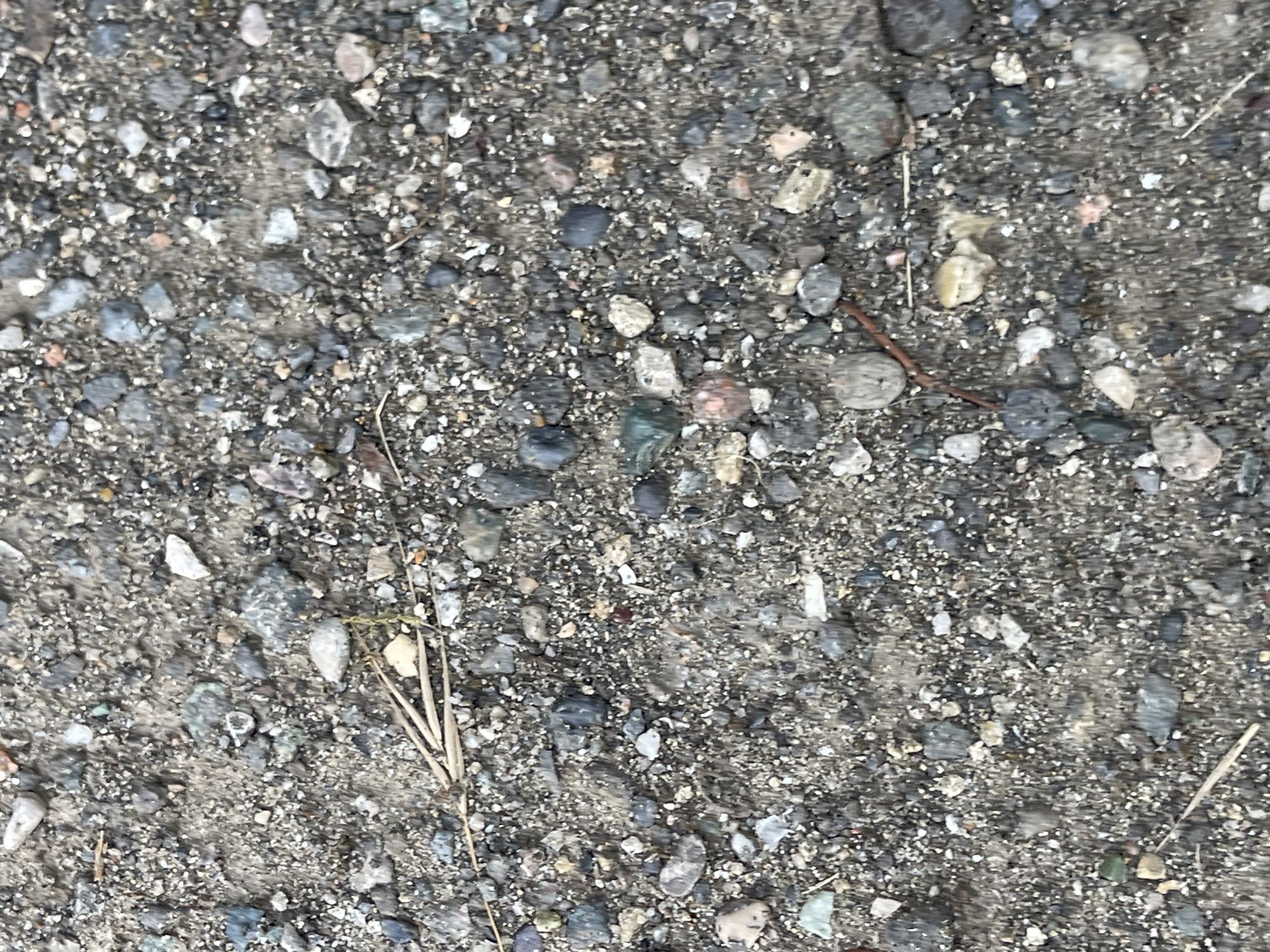This image shows a close-up, overhead view of a gravelly ground surface. The ground is composed of a mixture of small stones, pebbles, and sand. The stones vary in size, shape, and color, with shades of grey, white, brown, and black being most prominent. Some stones are smooth and rounded, while others are angular and irregular. There are also a few larger rocks interspersed among the smaller gravel.
Scattered across the surface are a few dried blades of grass and a thin, twig-like object. The overall texture of the ground is rough and uneven. The lighting suggests it is daytime, and the absence of any shadows or discernible sky cues makes it difficult to determine the exact time of day or weather conditions.
The image provides no information about people, specific objects beyond natural elements, or any events taking place. The context provided indicates the location is "Средний, Russia," which translates to "Middle" or "Central," suggesting a general geographical area within Russia. This is the only contextual information available. There is no visible text in the image. The scene is simple and focuses solely on the natural composition of the ground.