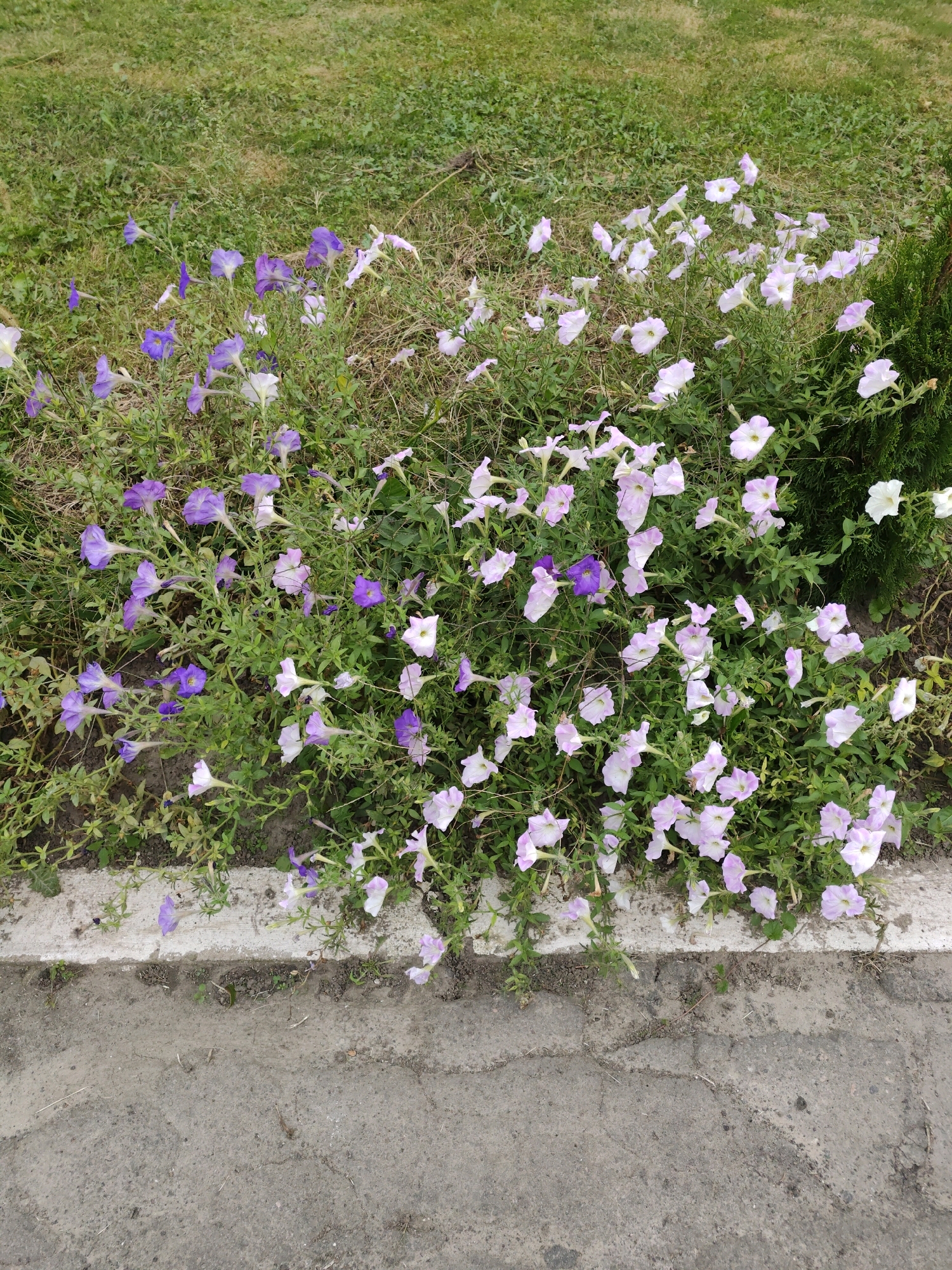 In Homyel, Belarus, a flower bed featuring numerous blooming petunias is visible. The flowers are predominantly light purple and white, with a few darker purple specimens interspersed. They grow in a dense cluster along a paved walkway, bordered by a concrete curb. Behind the flower bed, a patch of green grass stretches into the background. To the right of the flowers, a portion of a dark green evergreen bush can be seen. The overall scene is one of a well-maintained urban floral display.