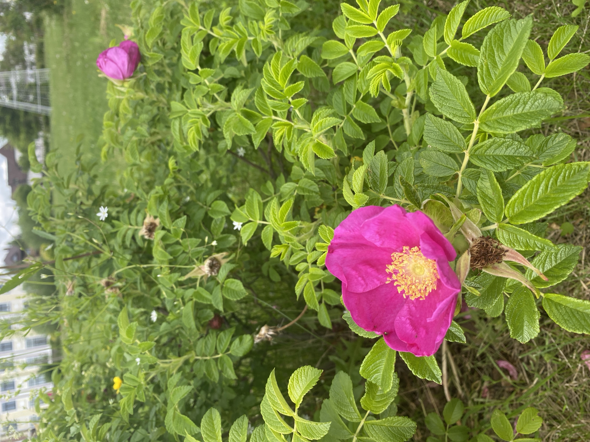 The image, captured in the city of Tyumen, Russia, presents a ground-level view of dense plant foliage under daylight conditions. The primary subject in the foreground, positioned slightly to the left of the central vertical axis, is a single, fully bloomed magenta-pink flower, likely a wild rose. Its five petals are vibrant, displaying visible water droplets. The flower's center features a prominent cluster of bright yellow stamens. Directly beneath the bloom, dried sepals and the developing remnants of a hip are observable.
The flower is part of a robust shrub characterized by numerous light-green, serrated, and deeply veined leaves, which fill a significant portion of the frame from the mid-ground to the foreground. Towards the right side of the mid-ground, partially obscured by other foliage, another magenta-pink flower or bud is visible. Dispersed throughout the green shrubbery are several small white flowers and, on the left side, a solitary small yellow flower. Various dried plant parts and seed pods are also interspersed within the greenery.
The background elements are out of focus. Patches of green grass are visible between the plants. Distant, indistinct buildings are present, including a light-colored, multi-story structure on the upper left and darker structures towards the upper right. A blurry white, open lattice-like structure, possibly a tower or a garden feature, is discernible on the far right. The illumination is consistent with natural daylight, suggesting an overcast sky due to the soft, diffused light and absence of harsh shadows. No individuals, animals, or overt human activity are depicted in the scene.