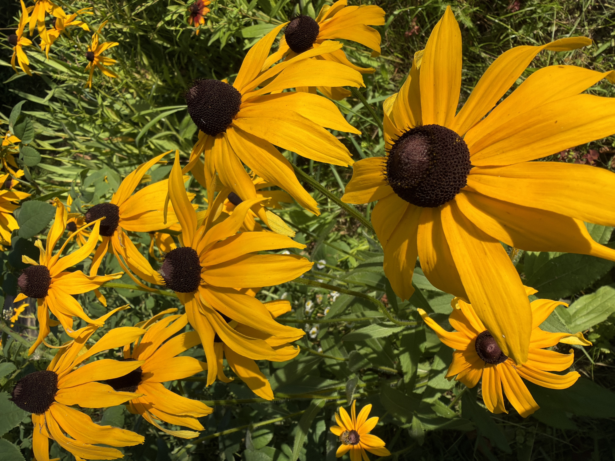 In the city of Стрела-2 Снт, Russia, a close-up, top-down view captures a cluster of vibrant, yellow Black-Eyed Susans in bloom, set against a backdrop of lush green foliage and grass. The flowers, with their distinctive dark brown centers and bright yellow petals, are the primary subjects, some in sharp focus and others softly blurred, creating a sense of depth. Sunlight illuminates the petals, highlighting their delicate textures and casting subtle shadows. The foreground is dominated by a large, fully open Black-Eyed Susan, its petals reaching outwards. Behind it, other flowers are visible at various stages of bloom, some partially obscured by leaves. A few small, white wildflowers are scattered amongst the greenery in the background, adding a touch of contrast. The overall impression is one of a sun-drenched summer day in a garden setting.