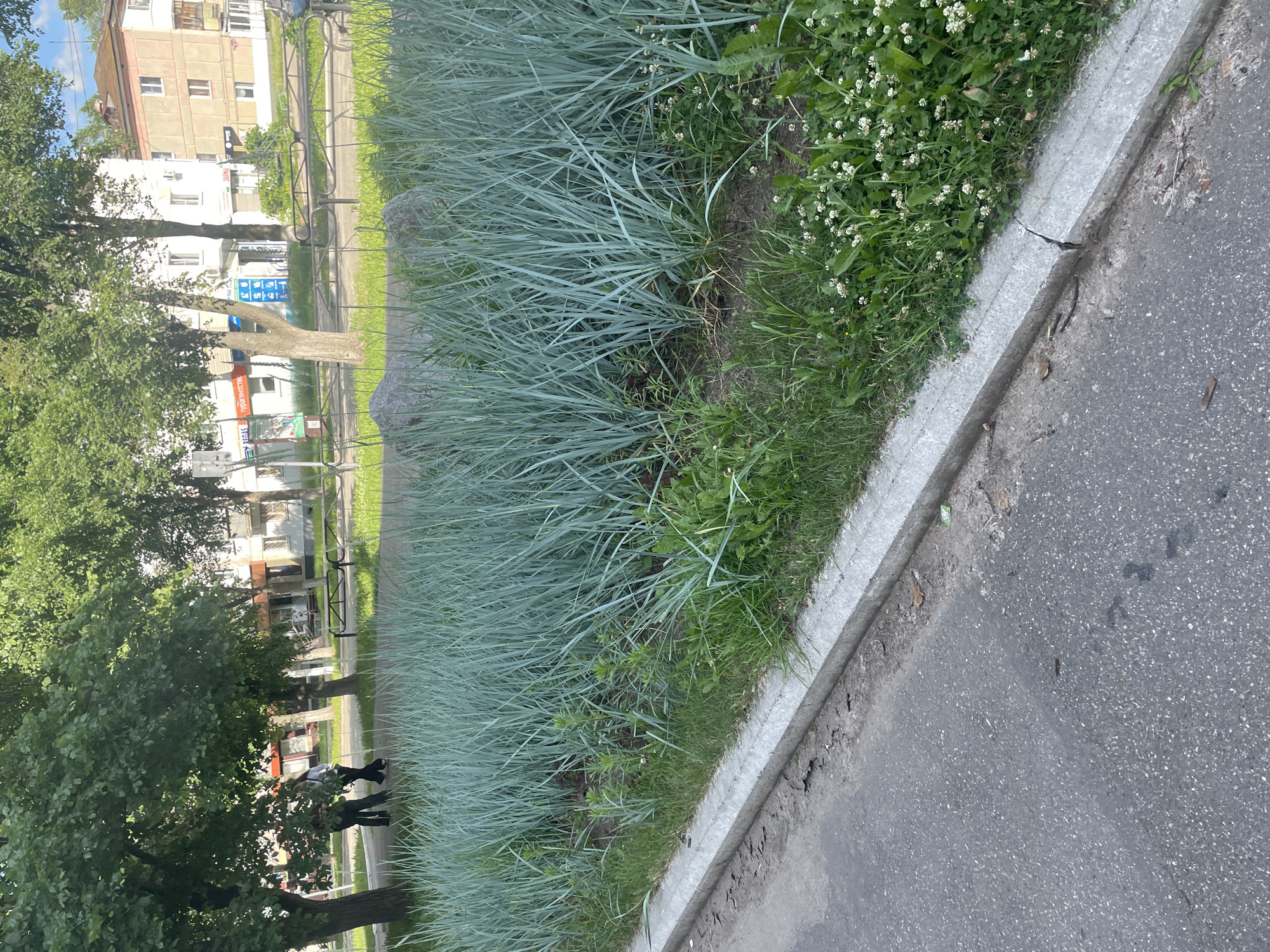 The image shows a street scene in Chaikovsky, Russia. In the foreground, there is an asphalt road with a concrete curb. Beyond the curb is a strip of grass and tall, pale green ornamental grass. In the background, there are trees, a metal fence, benches, and buildings. Two people, one in a light-colored shirt and dark pants, the other in a darker shirt and pants, are walking away from the camera on a sidewalk behind the ornamental grass. The buildings appear to be apartment blocks or commercial establishments. The overall environment suggests a residential or mixed-use urban area.