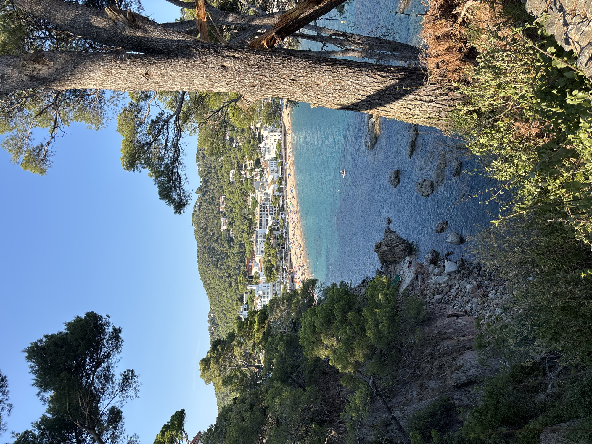 This image captures a panoramic view of a vibrant bay in Palafrugell, Spain, likely Llafranc, a picturesque coastal town known for its beautiful beaches and charming architecture. The scene is dominated by a crescent-shaped sandy beach teeming with people, suggesting a warm, sunny day perfect for leisure activities.
The beach is bordered by a cluster of white buildings, typical of Mediterranean coastal towns, with red-tiled roofs adding splashes of color. These structures line the bay's edge, with some appearing to be hotels or apartments, hinting at the area's popularity as a tourist destination. Beyond the buildings, a lush green hillside rises, dotted with more houses and dense vegetation, creating a scenic backdrop.
The water is a striking turquoise, clear enough to reveal submerged rocks and the sandy bottom near the shore. A few boats are visible in the bay, including a lone paddleboarder enjoying the calm waters. The rocky coastline frames the bay, with a prominent tree in the foreground, its textured bark and sun-dappled branches adding depth and a natural element to the composition. The clear blue sky overhead indicates fair weather.
