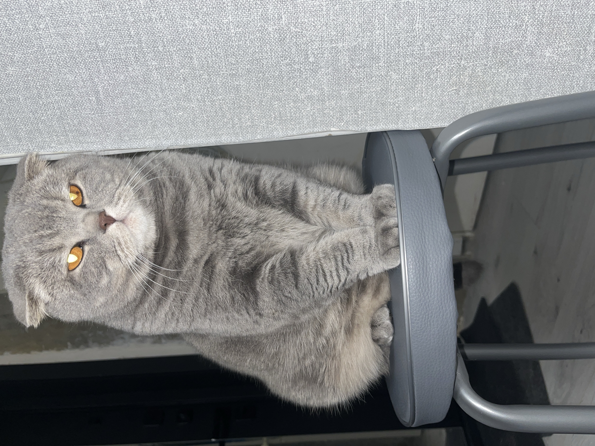 A gray Scottish Fold cat with amber eyes sits on a gray padded stool. The cat is pressed against the underside of a gray surface. The stool has a metal frame. The location is unknown and there is no evidence to suggest that it is in Chaikovsky, Russia.