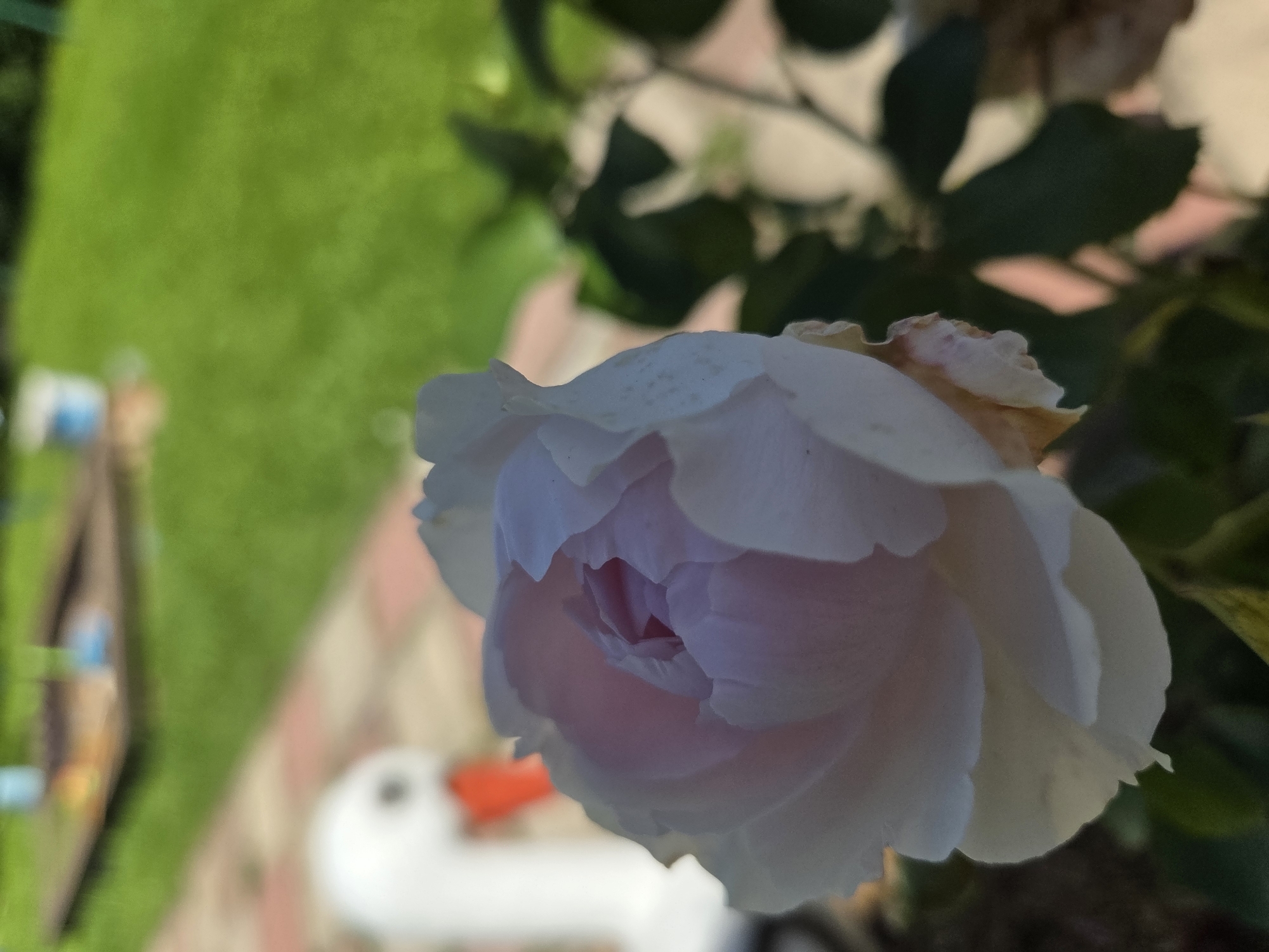 A close-up, shallow depth of field shot focuses on a delicate pink and white rose bloom in the foreground. The rose is partially open, revealing its layered petals. In the blurred background, a white garden ornament resembling a swan with an orange beak is visible, along with a sandbox and a patch of green grass. The scene appears to be an outdoor garden setting, possibly in the city of Frolovo, Russia, given the context. The lighting suggests a sunny day.