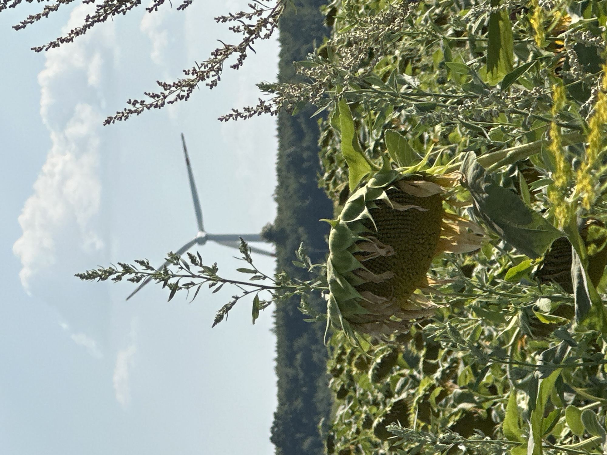 In Korchivka, Ukraine, a field of sunflowers is pictured under a partly cloudy sky. The foreground is dominated by a large, wilting sunflower head. The field stretches into the background, bordered by a dense line of trees. In the distance, a wind turbine is visible against the sky, with its blades partially obscured by clouds and vegetation. The scene appears to be a rural landscape with evidence of agriculture and renewable energy infrastructure.