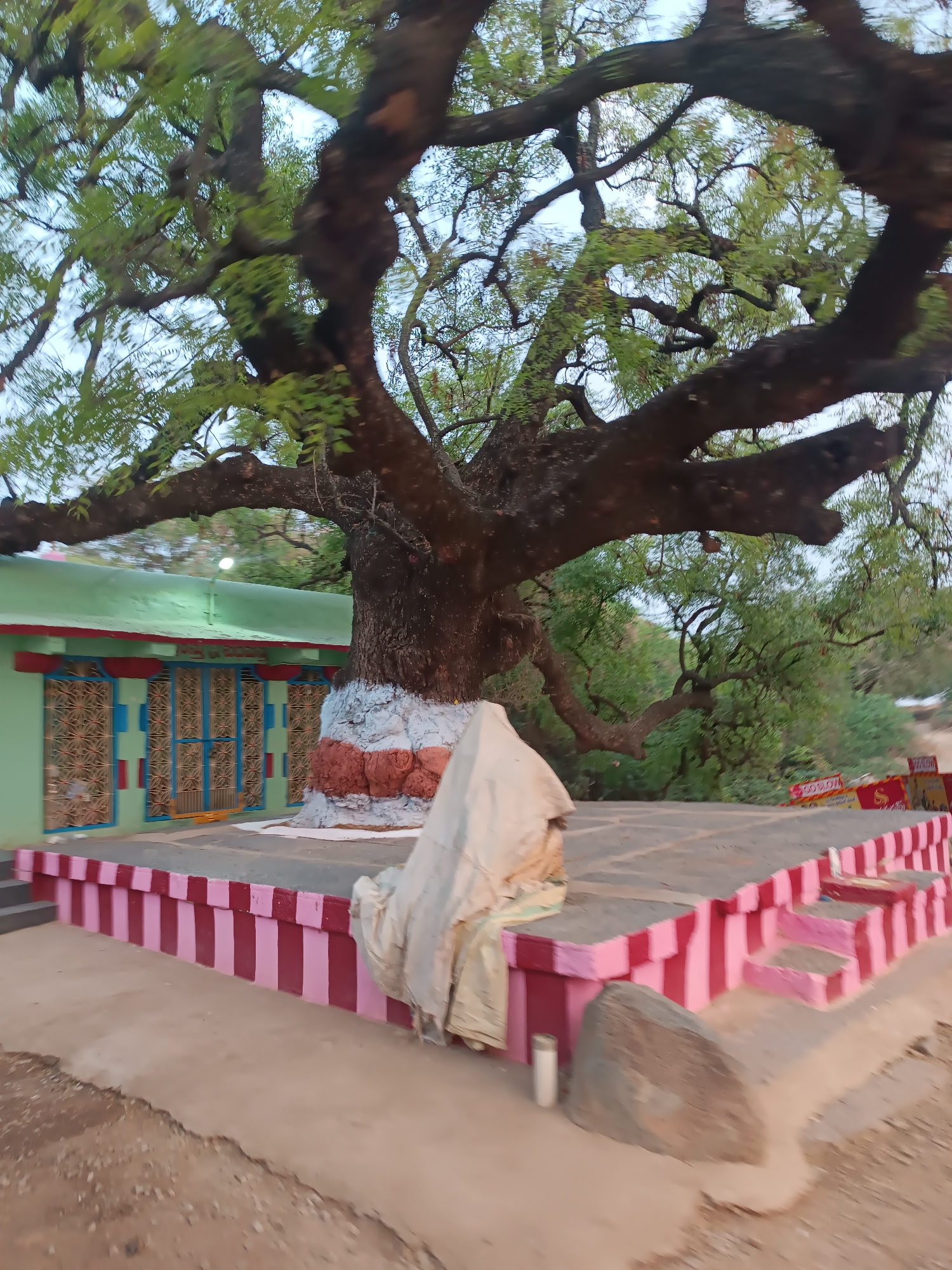The image depicts an outdoor scene in Chabala, India. A large deciduous tree with a thick, gnarled dark brown trunk and extensive green foliage dominates the central and upper frame. The lower portion of the tree's trunk is painted with alternating bands of white and reddish-brown.
Beneath the tree, in the foreground-middle ground, is a raised, multi-tiered platform constructed of concrete or stone. Its visible perimeter walls are painted with alternating vertical stripes of light pink and dark reddish-pink. Steps are integrated into the platform's right side, also featuring the striped pattern. On the platform, near the tree's base, a light-colored, possibly beige, fabric or tarp is draped over an unidentifiable object or structure.
To the left of the tree and behind the platform, a single-story building is visible. Its exterior walls are painted a light mint green, and it has a flat roof. Two prominent door or window structures are present, featuring blue frames and intricate metallic grilles. A single white light fixture is mounted on the wall above these structures.
The ground in the immediate foreground consists of bare, light brown earth with scattered gravel. A large, dark grey, irregular rock rests on the ground to the right of the platform. In the background, beyond the platform and building, dense green foliage and additional trees are visible. Further to the right in the background, a road or dirt path is partially visible, alongside a yellow and red barrier displaying the text "GO SLOW" and additional script. No individuals or discernible activities are observed within the scene.