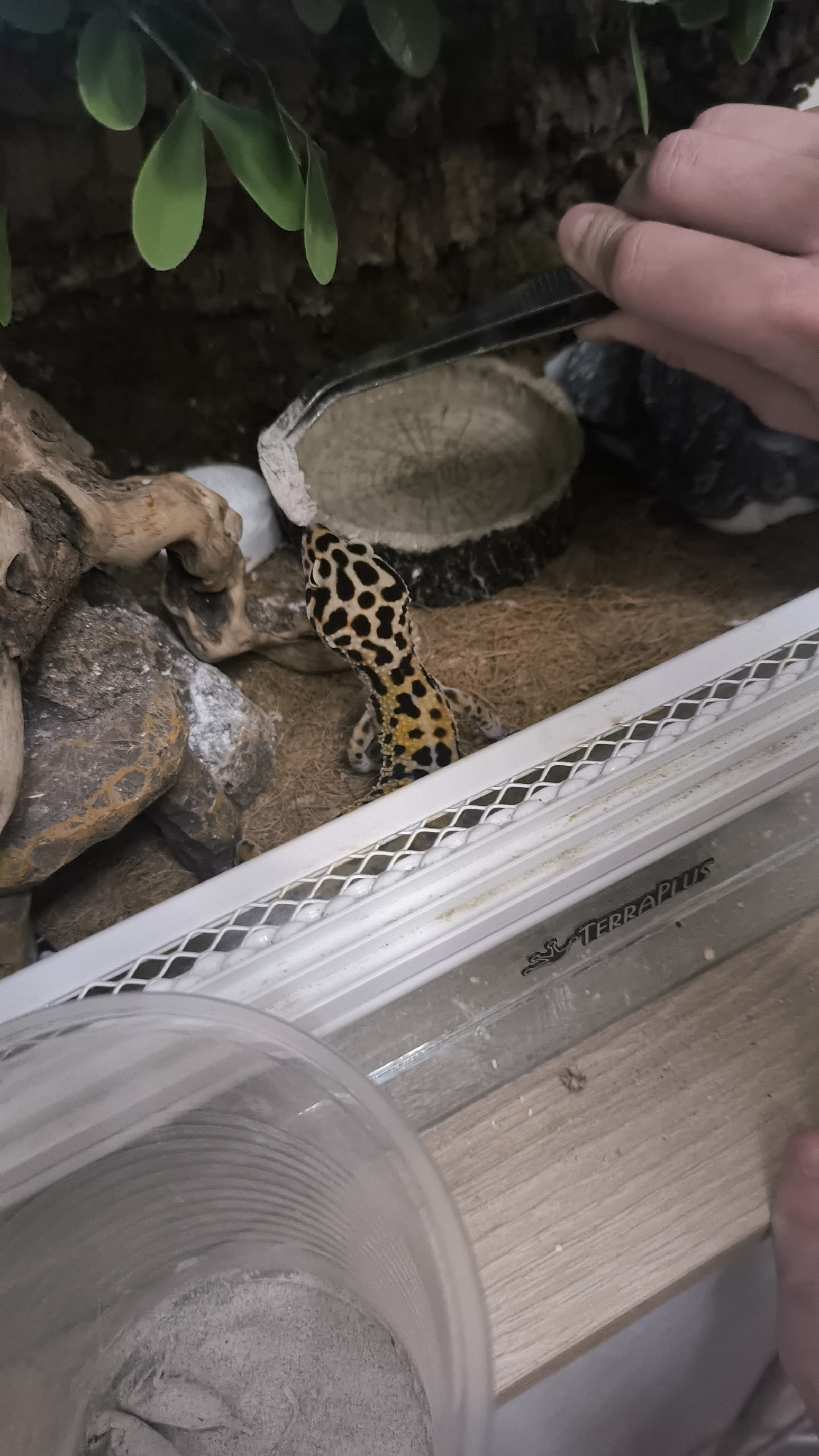 This media file features a leopard gecko being fed in its terrarium. The gecko, with its distinctive yellow and black spotted pattern, is positioned near a piece of driftwood and some rocks. A person's hand is visible, holding a pair of metal tongs that are offering a piece of food, possibly calcium powder or a supplement, to the gecko. The terrarium's substrate appears to be a mix of sand and hay-like material. In the foreground, a clear plastic container with a ribbed texture is partially visible, containing what looks like more of the greyish powder. The background shows artificial foliage, adding a naturalistic element to the habitat. The lighting suggests an indoor setting, likely during the day. The "TerraPlus" logo is visible on a white strip along the edge of the terrarium. The overall scene depicts a pet care activity, focusing on the feeding of the reptile.