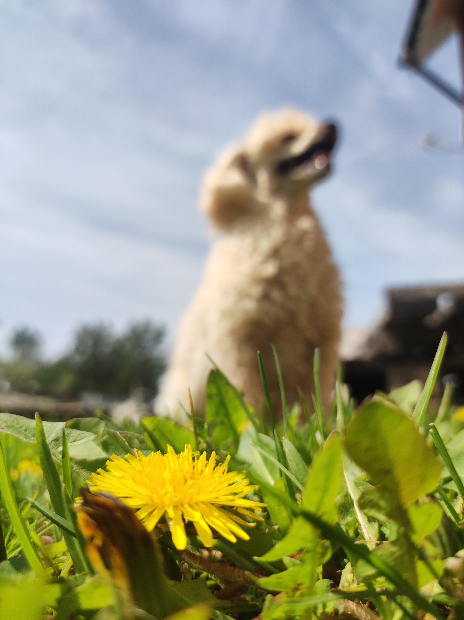 A close-up, low-angle shot captures a dandelion flower in focus amid green grass and leaves. A blurred, medium-sized, light-colored dog sits in the background with its mouth open. Behind the dog, there are blurry trees and buildings under a partly cloudy sky. The location is Фоки, Russia.