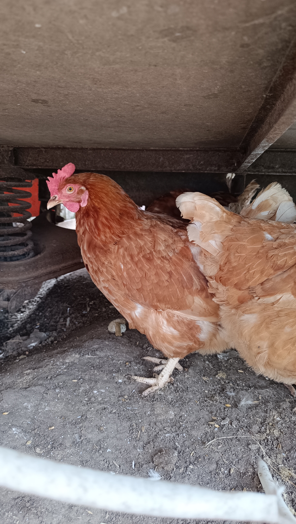 An outdoor, eye-level, medium shot captures a group of brown and white chickens in the dirt, under a metal structure, with a white wire barrier in the foreground. The dominant subject is a brown hen in the center of the frame, looking to the left. Its head is adorned with a bright red comb and wattle, and its eye is a dark, beady circle within a lighter iris. The hen’s body is covered in tightly packed brown feathers, with some lighter white feathers on its underside. To the right of the main hen, another chicken with lighter brown and white feathers is partially visible. In the background, to the left of the main hen, a metal spring and suspension system is visible, suggesting the chickens might be under a vehicle or trailer. The ground beneath them is a mix of dark dirt, small pebbles, and scattered grains or seeds, with a few white feathers also present. The lighting is natural, indicating an outdoor setting. The image is sharp and clear, focusing on the chickens and their immediate surroundings.