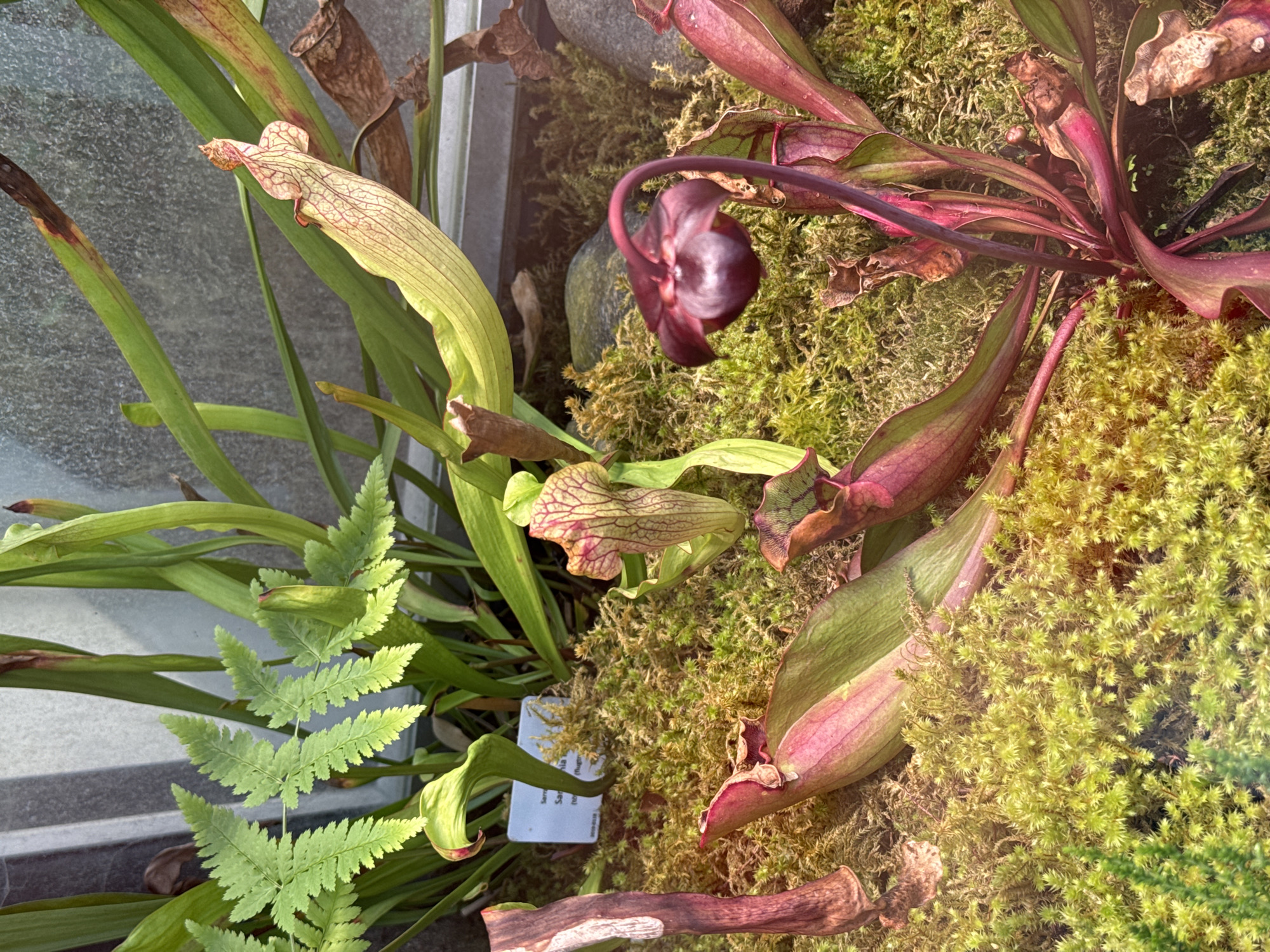 A close-up, eye-level photograph captures a detailed indoor display of various plants, primarily Sarracenia pitcher plants and moss, situated in Unknown, Unknown. The scene features multiple pitcher plants in various stages of growth and coloration. A prominent light green pitcher with red venation and a flared opening extends towards the upper right. Another similar pitcher is visible in the mid-left. A dark reddish-purple, bell-shaped flower, characteristic of Sarracenia, droops on a curved stem from a cluster of more mature, reddish-purple pitchers towards the mid-right. The ground is densely covered with a vibrant, textured carpet of light green and yellowish-green moss. A small, light green fern with delicate fronds is positioned in the upper left. In the mid-left, a white plant label is partially visible on the moss, displaying "Sarracenia" and "2019-0038". Several grey rocks are embedded within the moss in the mid-right background. The background consists of a blurred, light grey, textured surface, possibly an enclosure wall or window. The scene is well-lit, with warm light illuminating the plants and moss, creating a naturalistic, cultivated environment. No people or animals are present.