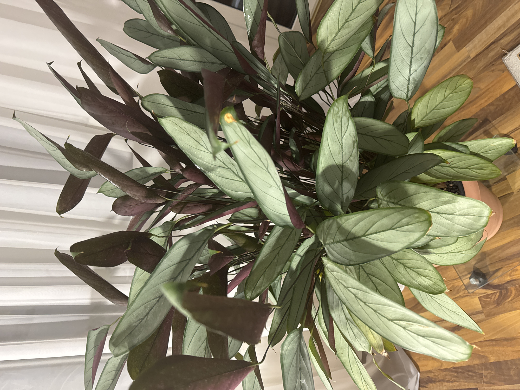 An indoor potted plant, likely a Calathea, is centrally framed against a white curtain in the background. The plant features long, slender leaves with a pale green upper surface marked by darker green veins and a deep purple underside. The leaves are arranged in a dense clump, with some pointing upwards and others cascading downwards. A small, yellowish-orange spot is visible on one of the upper leaves, possibly indicating a minor health issue or a reflection. The plant is housed in a terracotta-colored pot, partially visible at the bottom. The foreground consists of a polished wooden floor with a distinct grain pattern. The lighting suggests an indoor setting, possibly a home or office, in Bietigheim-Bissingen, Germany.