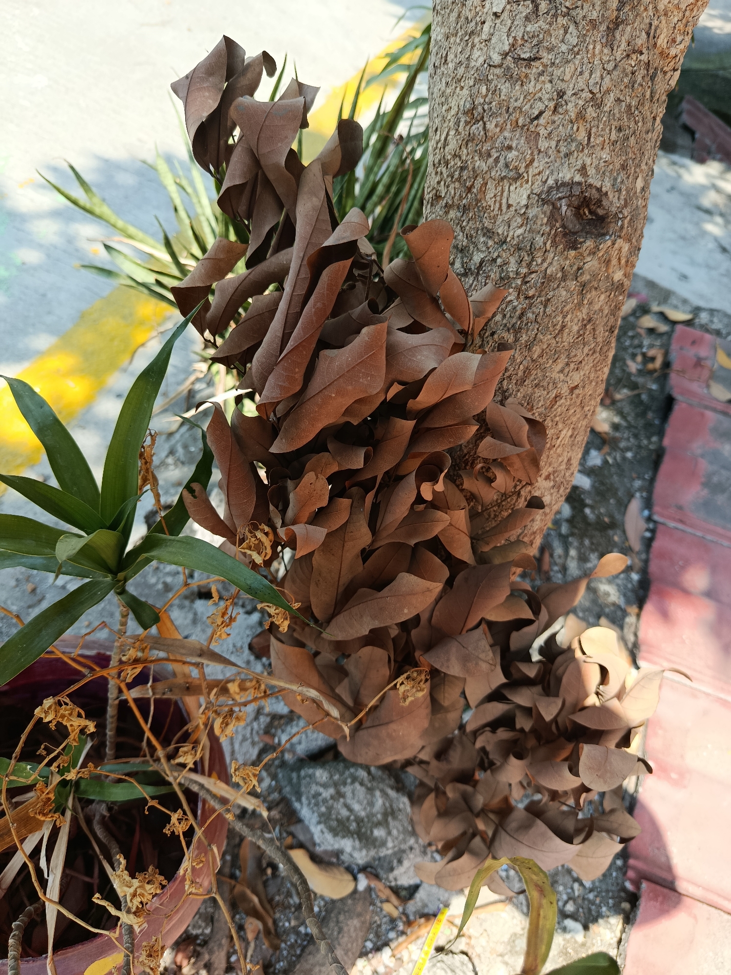 In Wanasari, Indonesia, a close-up shot focuses on the base of a tree trunk, where a collection of dry, brown leaves have accumulated. To the left of the tree, a green plant in a pot is partially visible, with some of its dead, brown stems also present. The ground is a mix of concrete, rocks, and red bricks, with a yellow line painted on the concrete in the background. Sunlight casts shadows on the scene.