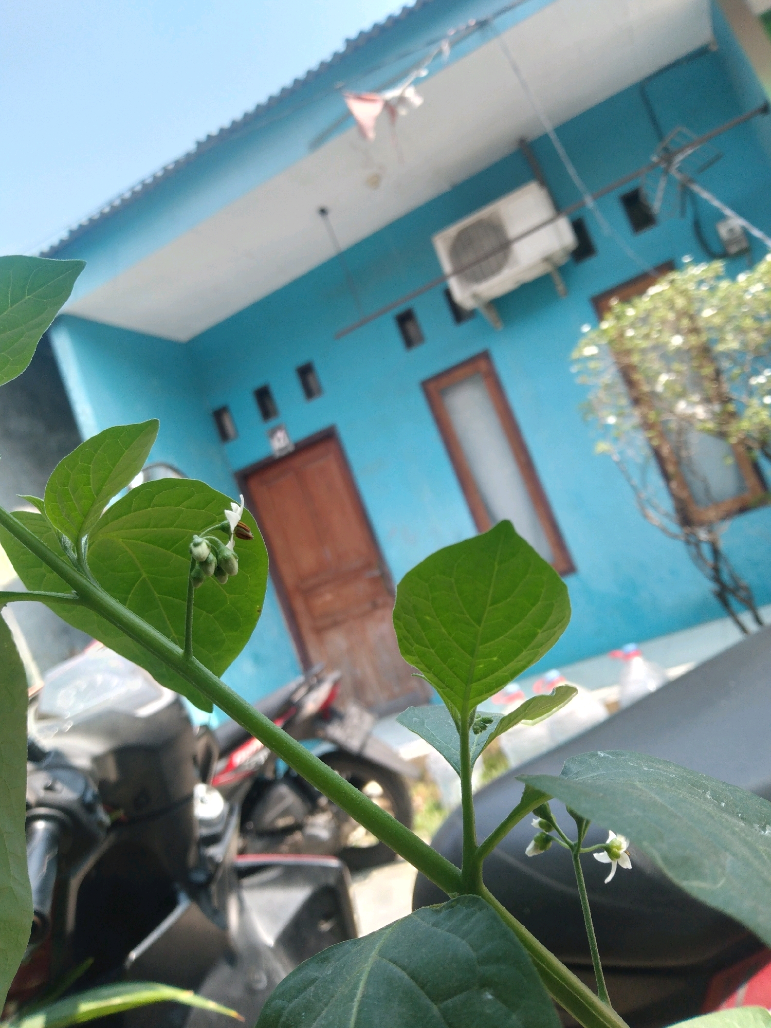 In South Tangerang, Indonesia, a low-angle, close-up shot captures a vibrant green plant with delicate white flowers in the foreground. The plant's stem and leaves dominate the lower portion of the frame, with a single small white flower with four petals and a yellow center visible. In the background, a light blue house with a white trim and a corrugated metal roof is partially visible. A brown wooden door is centered on the blue wall, flanked by two small dark windows. An air conditioning unit is mounted on the wall above the door. A tree with sparse foliage and white blossoms stands to the right of the door, and a motorcycle is parked in front of the house. The sky is a clear, bright blue.