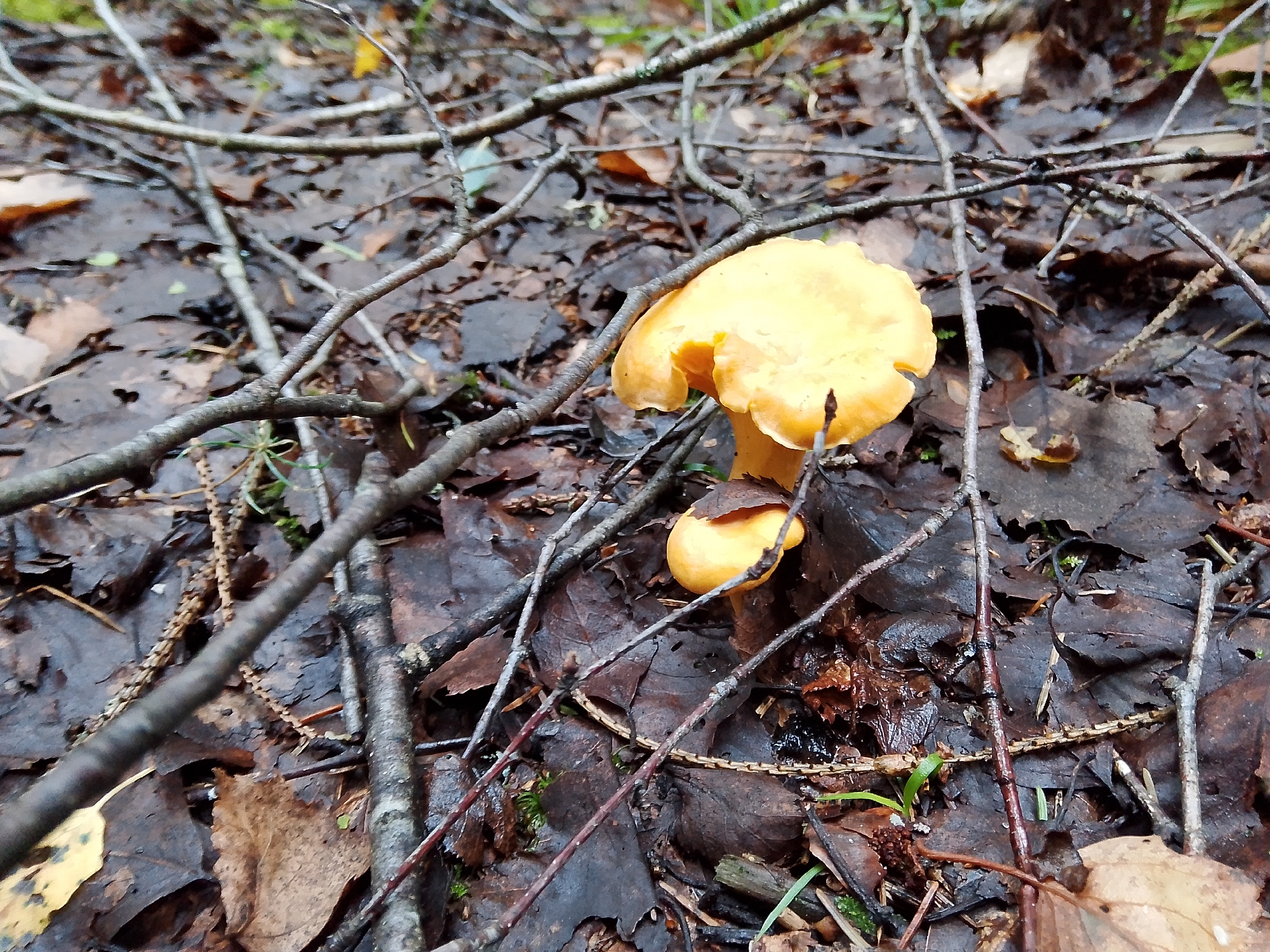A close-up, ground-level view captures a pair of yellow chanterelle mushrooms nestled amongst fallen brown leaves and thin branches on the forest floor. The mushrooms, one larger and one smaller, are a vibrant yellow, contrasting with the muted, damp earth tones of their surroundings. The forest floor is covered in decaying leaves and twigs, suggesting a woodland environment. The lighting is dim, consistent with an overcast day or the shaded canopy of a forest. There are no people or animals visible in the image. The scene appears to be in a natural, uncultivated area, possibly a park or wooded region within or near the city of Dobrograd, Russia.