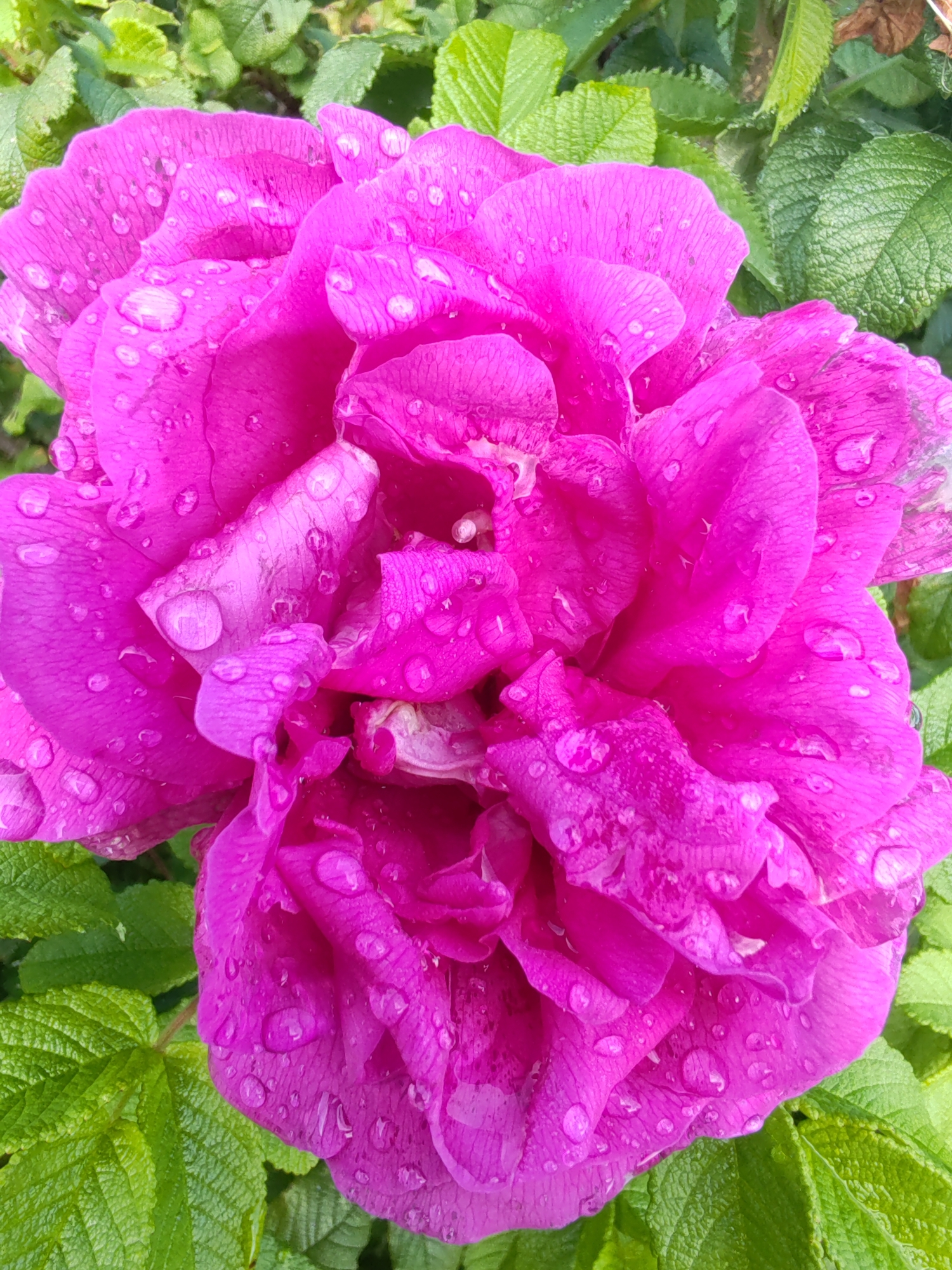 A close-up, top-down view of a vibrant pink rose covered in water droplets is shown. The rose has many layers of petals, and the droplets are scattered across their surfaces, reflecting light. The rose is surrounded by lush green foliage, which is also speckled with water. The background is slightly out of focus, emphasizing the rose. The image appears to have been taken outdoors in natural light, suggesting a garden or natural setting. The location is stated to be Chuchlem, Russia.