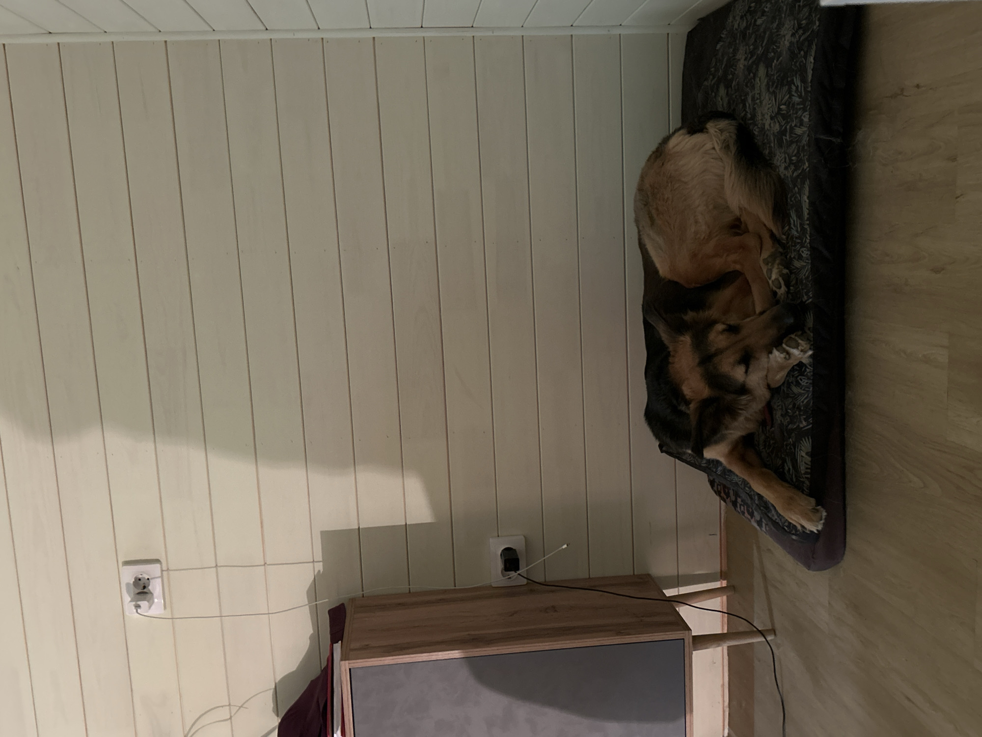 A German Shepherd dog is sleeping on a dog bed in a room with light-colored, horizontally paneled walls and a wooden floor. To the left of the dog, there is a wooden cabinet with a grey front and wooden legs. A white electrical outlet with two sockets is visible on the wall behind the cabinet, with a white cord plugged into one socket and extending downwards, and another black cord plugged into the second socket and extending downwards. A second white electrical outlet is visible further down the wall, also with a black cord plugged into it. The scene appears to be indoors, likely a domestic setting in the city of Novolisiha, Russia.