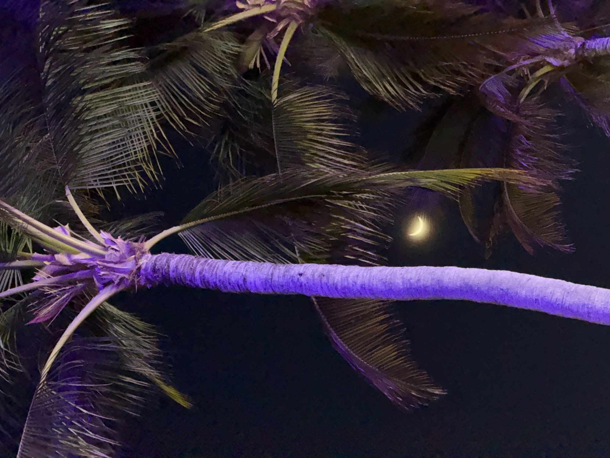 This image depicts a serene tropical night scene, likely in Phú Quốc, Vietnam, given the context. The dominant feature is a palm tree trunk that stretches horizontally across the middle of the frame, bathed in a vibrant purple light. This artificial illumination highlights the textured bark of the trunk and the base of its fronds, contrasting sharply with the natural darkness of the night sky.
Several other palm fronds are visible, intertwining around the central tree. Some of these fronds show hints of purple light, while others appear as dark silhouettes or retain their natural green hues, creating a layered effect against the deep black background. In the upper right quadrant of the image, a bright yellow crescent moon is visible, peeking through the palm leaves, serving as a natural light source that complements the artificial glow.
The time of day is clearly night, indicated by the dark sky and the presence of the moon. There are no visible people or specific activities taking place, emphasizing the tranquil and untouched natural beauty of the environment, enhanced by the artistic lighting. The clear sky suggests calm weather conditions. There is no visible text in the image. The scene evokes a calm, almost magical ambiance typical of a tropical evening.