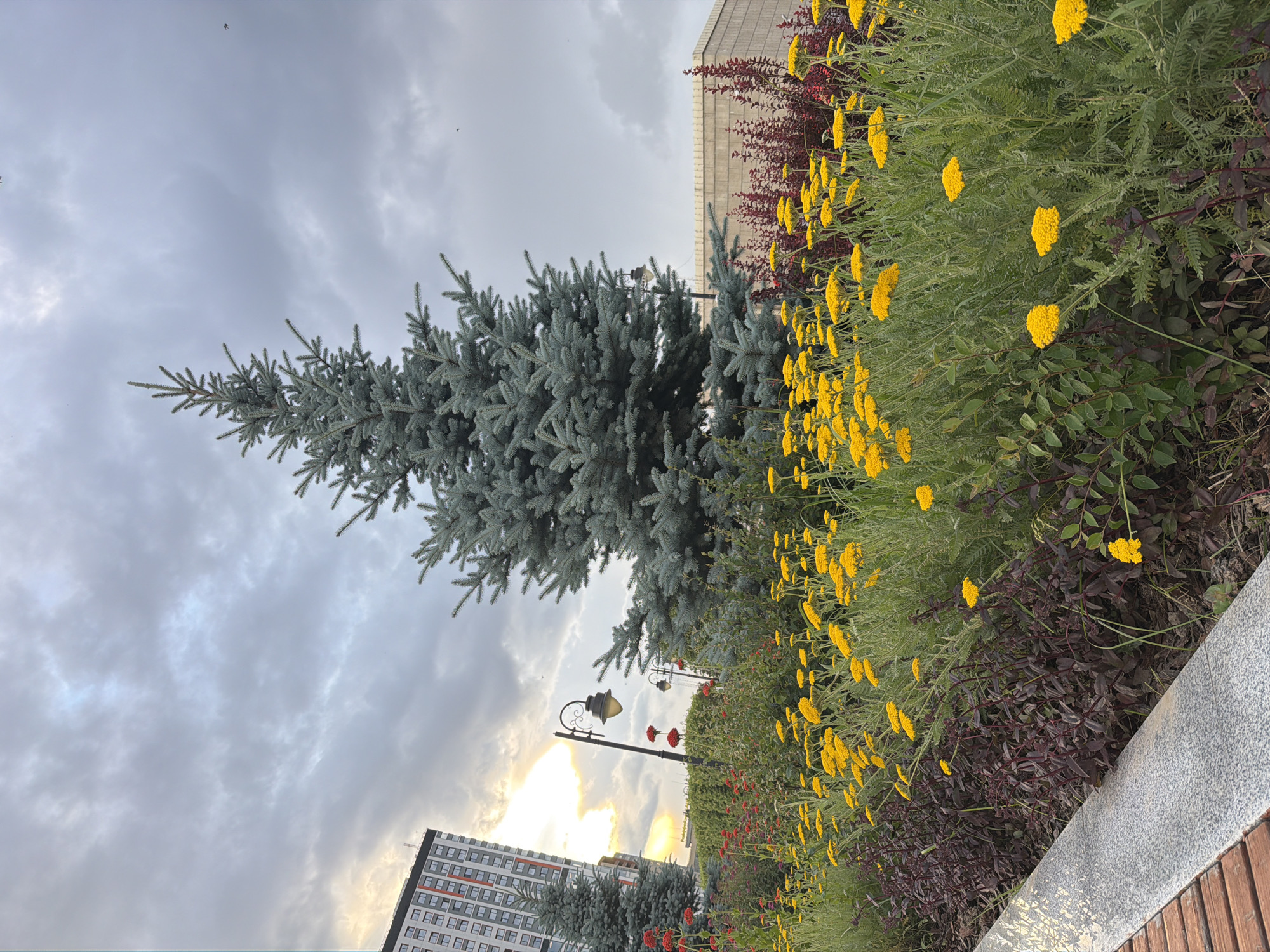 An outdoor, eye-level, medium shot captures a picturesque urban park scene under a cloudy sky. In the foreground, a bed of vibrant yellow wildflowers, possibly yarrow, stretches across the frame, interspersed with darker green foliage and hints of deep red plants. A grey concrete border with a wooden bench edge is visible in the lower left corner. Behind the flowers, a large, mature blue spruce tree dominates the center, its needles a muted blue-green. To the left of the spruce, a tall, multi-story building with a red and white facade rises against the grey sky, with a smaller evergreen tree in front of it. Two ornate black lampposts are visible in the middle ground, one with its light on. In the background, a beige, low-rise building with a textured facade is partially visible to the right of the large spruce. The sun peeks through the clouds on the left side of the image, casting a soft glow. Several small dark specks, possibly birds, are visible in the sky. The overall impression is a peaceful, cultivated green space within a city.