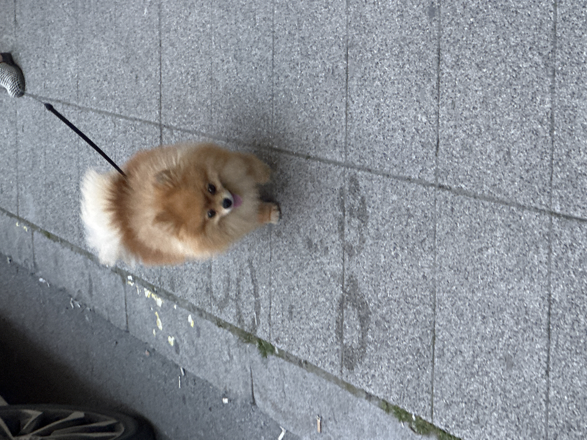 An overhead shot captures a small, fluffy, light brown dog, resembling a Pomeranian, being walked on a leash on a sidewalk in Veliko Tarnovo, Bulgaria. The dog is the central subject, looking directly up with its tongue slightly out, conveying a curious or happy expression. A black leash extends from the dog's back towards the upper left, where only the front of a person's foot, clad in a grey textured shoe, is visible.
The scene is an urban outdoor setting, featuring a grey, granular paved sidewalk composed of multiple slabs. The seams between these slabs are clearly visible. Along the lower edge of the sidewalk, a concrete curb separates it from a darker street or road. Scattered light-colored splatters, possibly bird droppings or dried paint, are present on the sidewalk near the curb, and a thin line of green moss or weeds grows along the curb itself. In the bottom-left corner of the frame, a black car tire with part of its rim is visible, indicating proximity to a parked vehicle. The lighting suggests it is daytime, with soft, even illumination that could be due to an overcast sky. There is no visible text in the image. The overall impression is a casual, everyday moment of a dog walk.