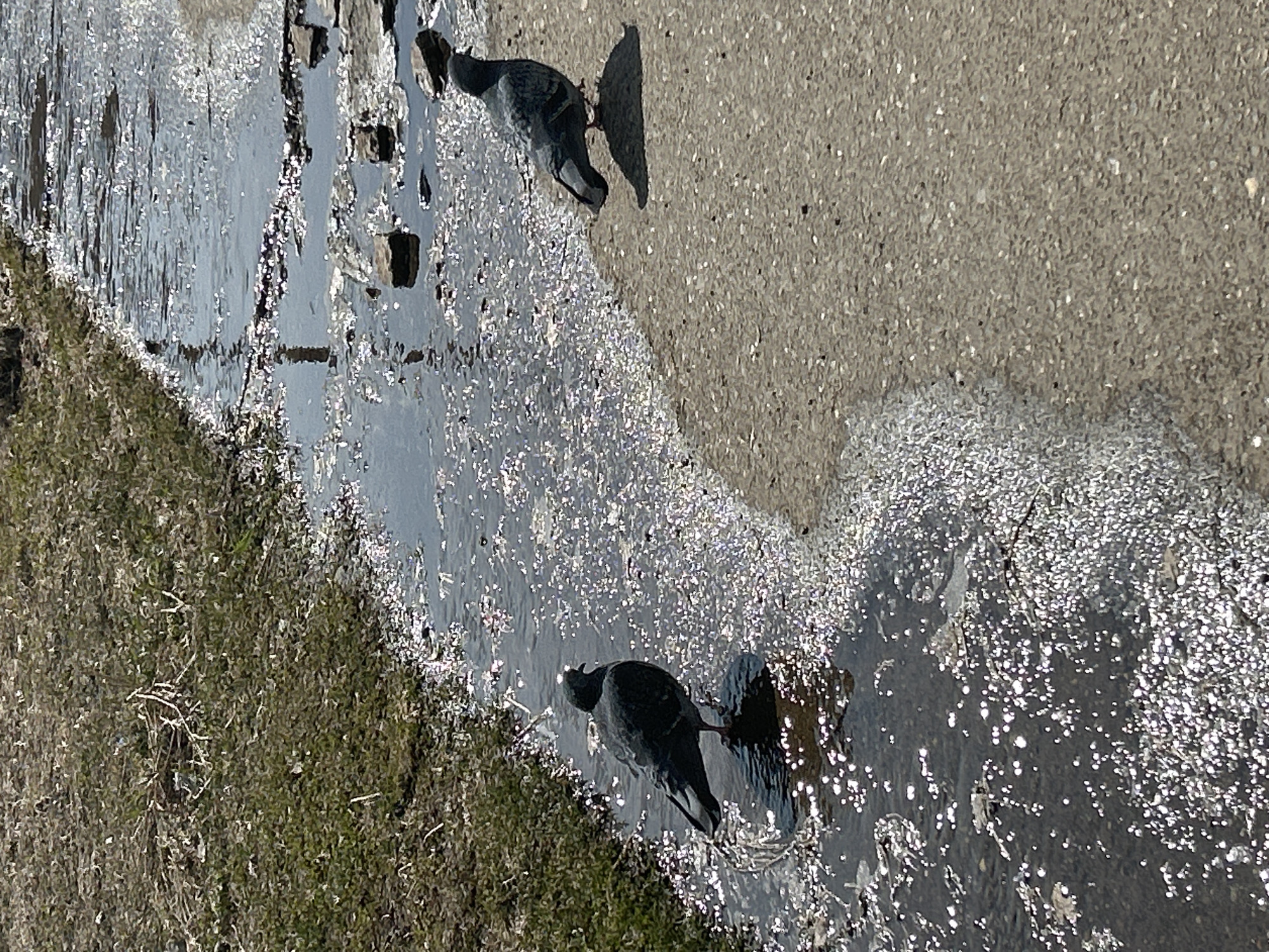 The image, oriented vertically, captures an outdoor scene featuring two pigeons beside a long, irregular puddle. On the right, a granular, light grey paved surface, likely asphalt or concrete, extends across the frame. On the left, a bank of sparse, dry grass and earth borders the puddle.
Two pigeons are present. One is in the lower-middle section, standing within the shimmering water, with its head lowered as if drinking or bathing. The second pigeon is situated in the upper-middle part, on the very edge of the paved surface, looking towards the water. This pigeon casts a distinct, dark shadow onto the paved ground.
The surface of the puddle is highly reflective, adorned with numerous bright, sparkling highlights created by intense sunlight. These reflections, along with the clear shadows cast by the pigeon, indicate that the photograph was taken on a bright, sunny day. No text is visible within the image.
