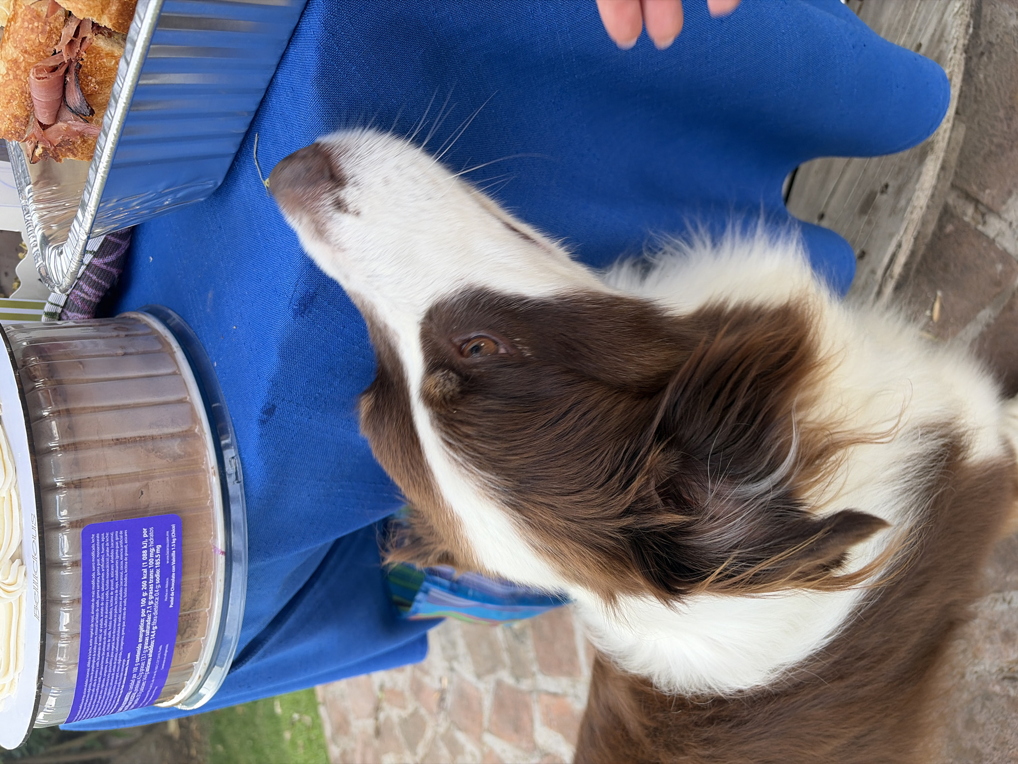 The image shows a brown and white dog, likely a Border Collie, looking towards food placed on a blue tablecloth-covered surface. Next to the dog's head is a clear plastic container holding a cake with white frosting, and a metal tray containing what appears to be meat and bread rolls. A human hand is visible near the top edge of the image. The surface the food and dog are on appears to be a table set on a brick surface. The location and city are unknown.